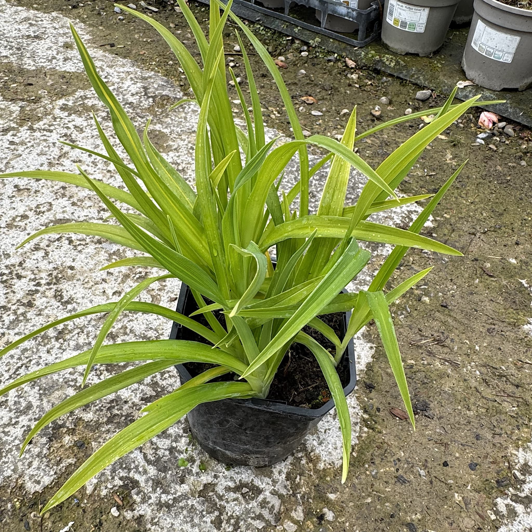 Hemerocallis 'Pardon Me'