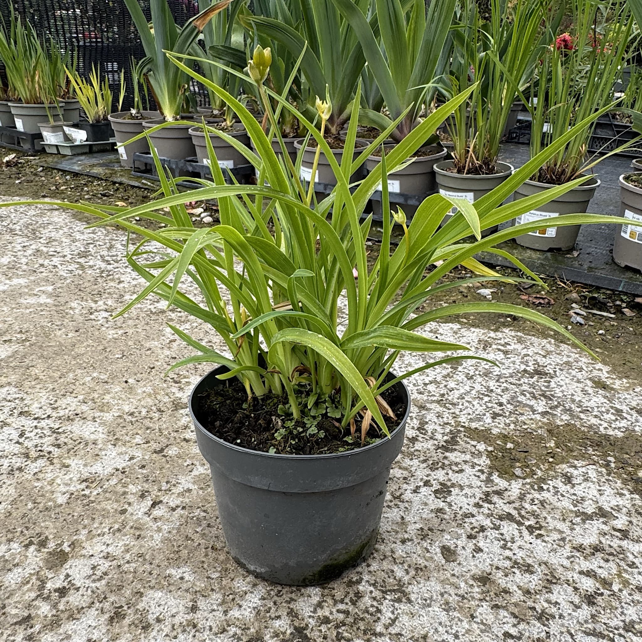 Hemerocallis 'Stella de Oro'