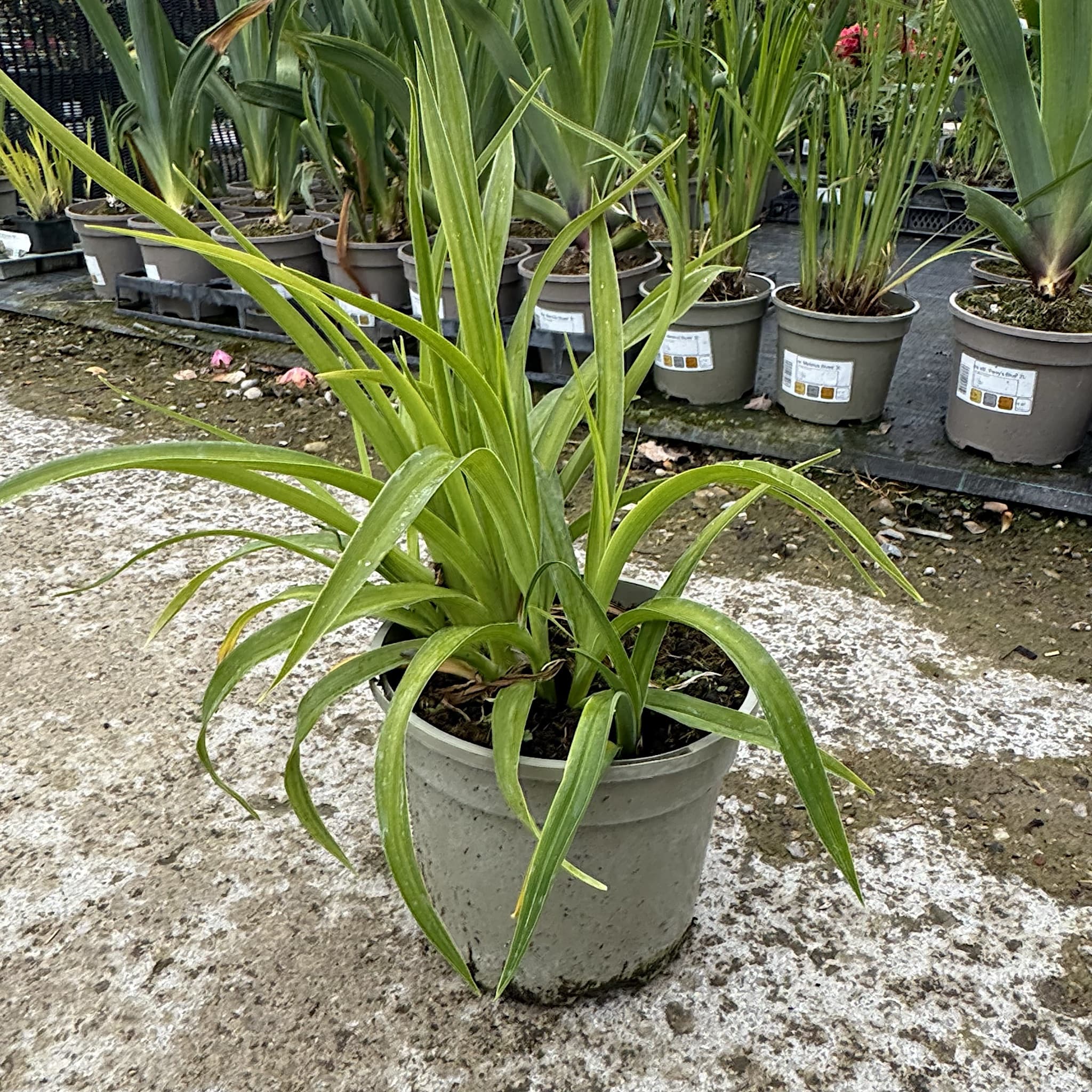 Hemerocallis 'Wild Horses'
