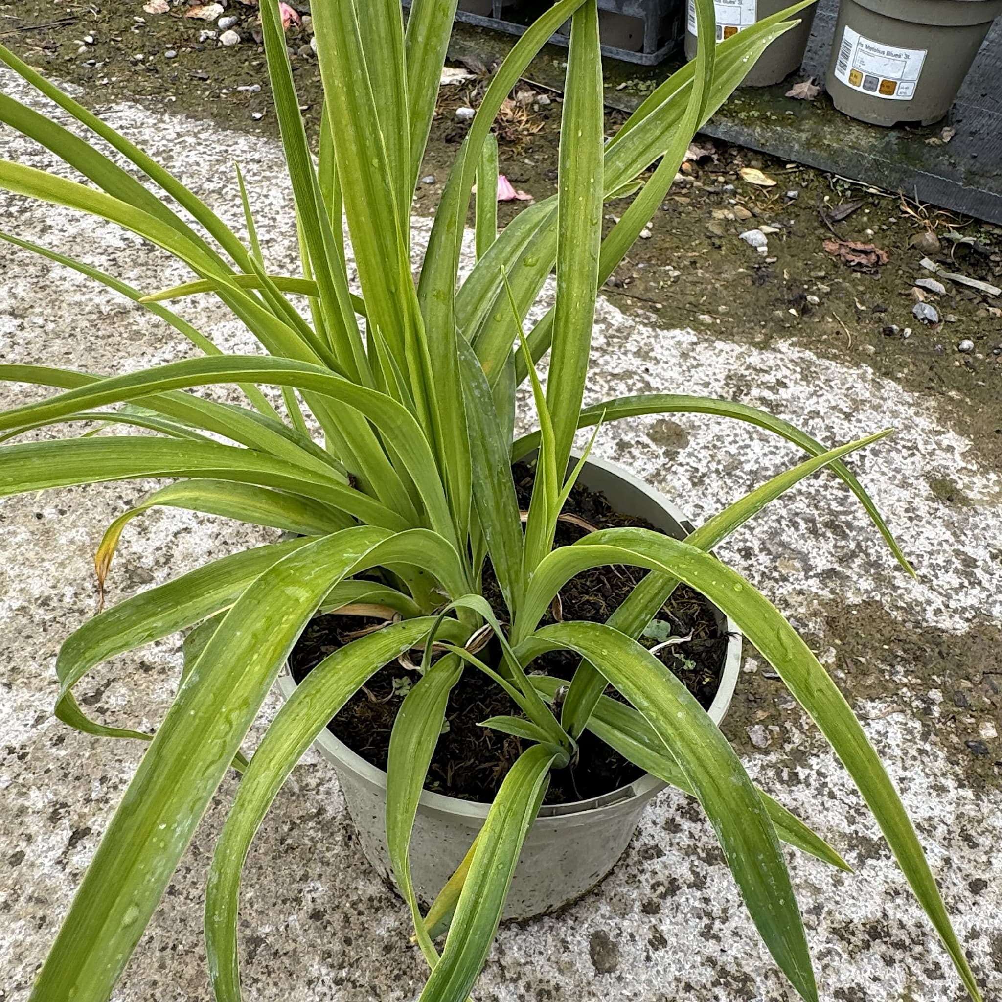 Hemerocallis 'Wild Horses'