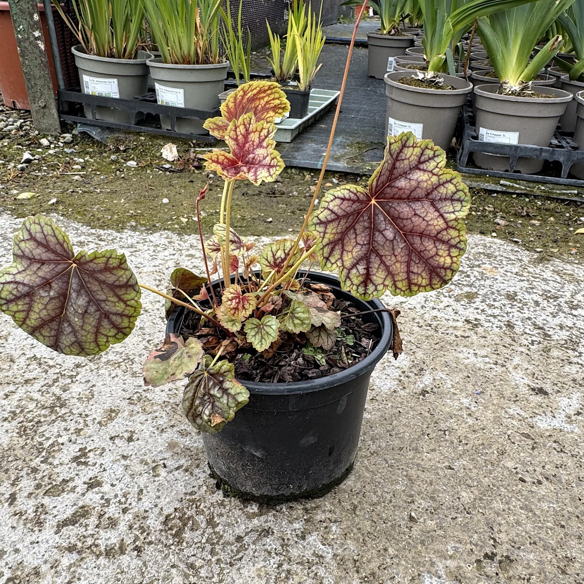 Heuchera 'Green Spice'