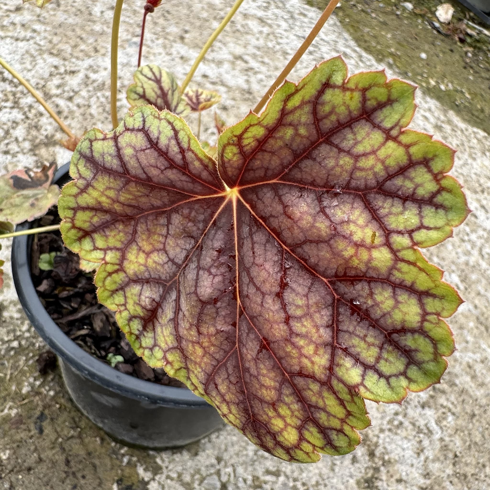 Heuchera 'Green Spice'