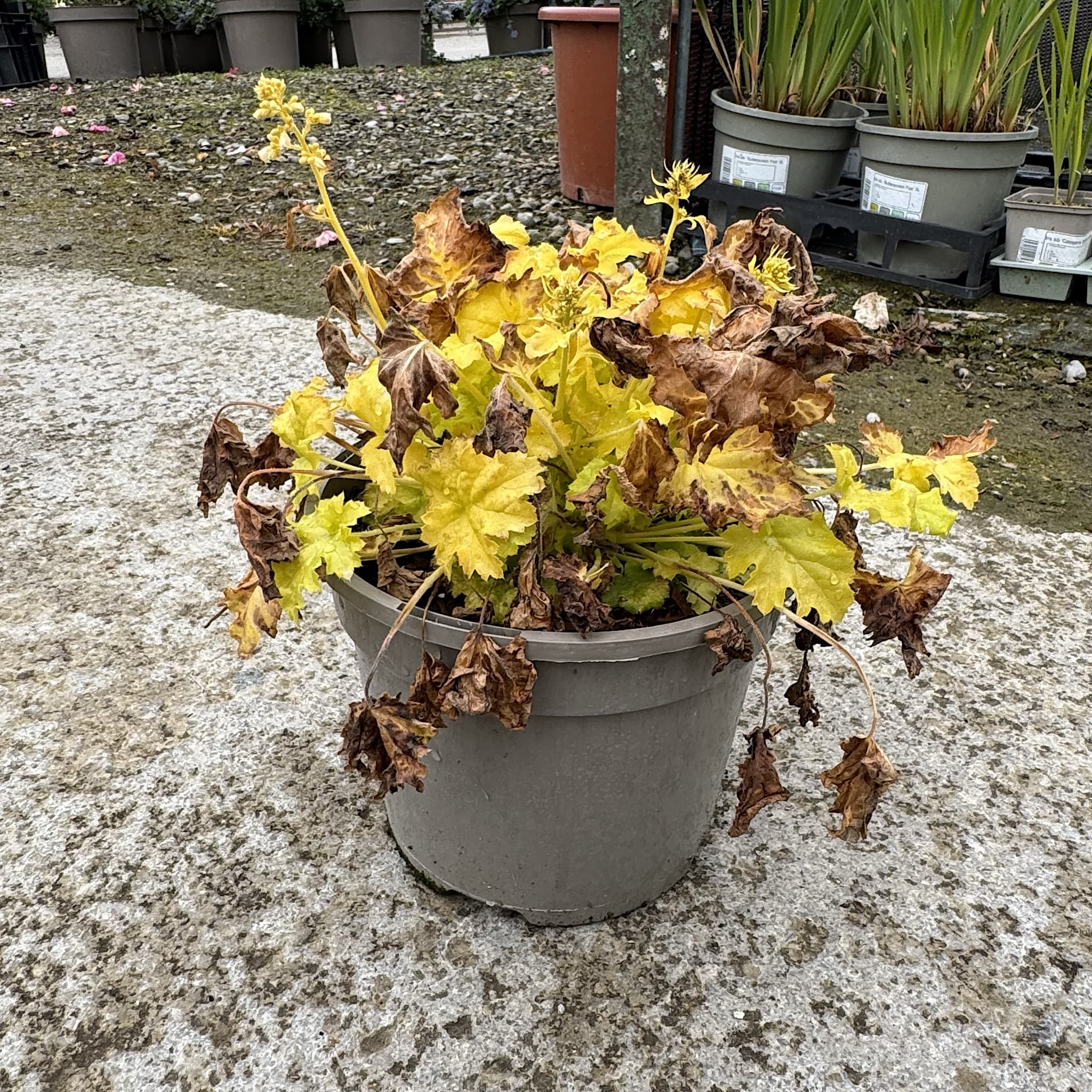 Heuchera 'Lime Rickey'