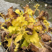 Heuchera 'Lime Rickey'