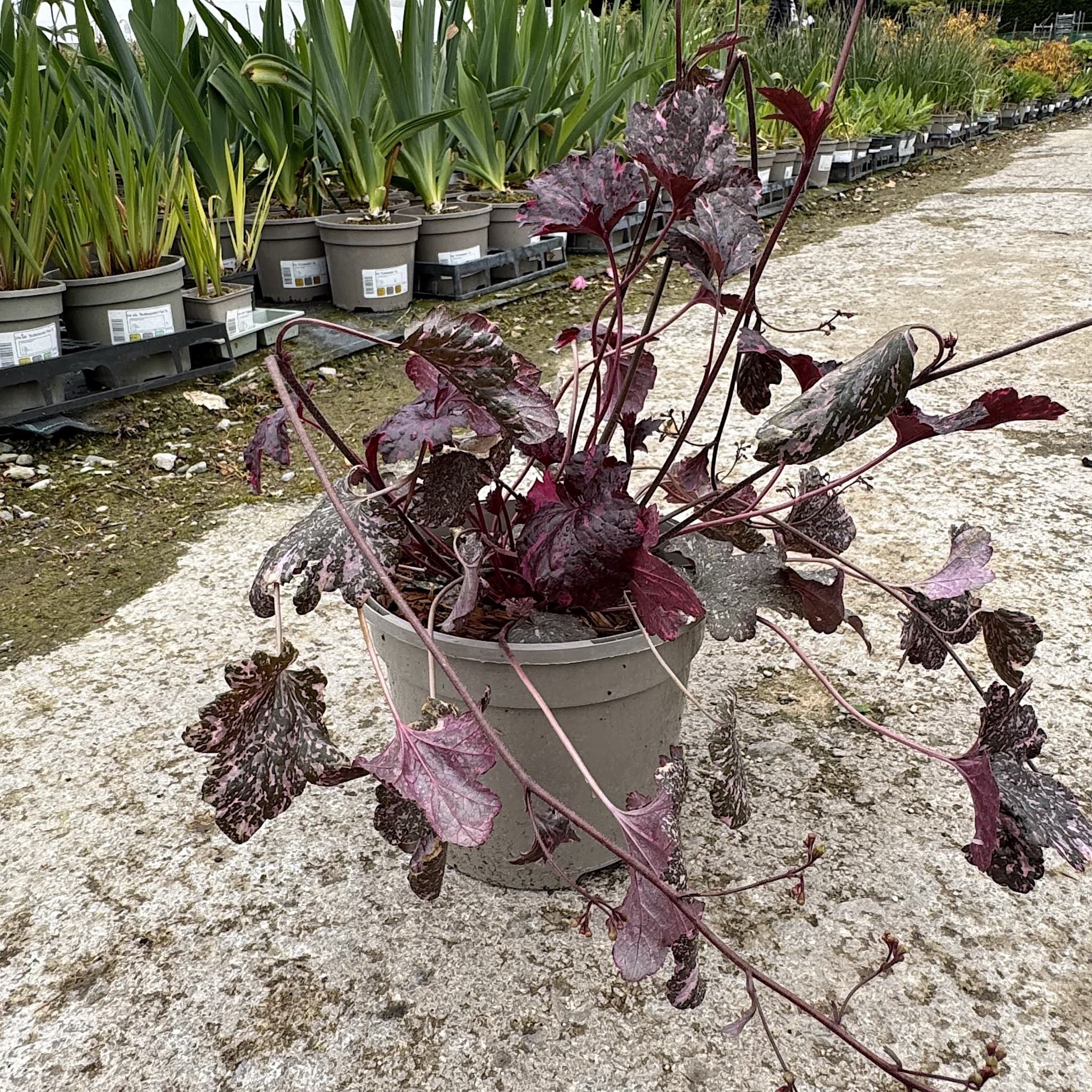 Heuchera 'Midnight Rose'