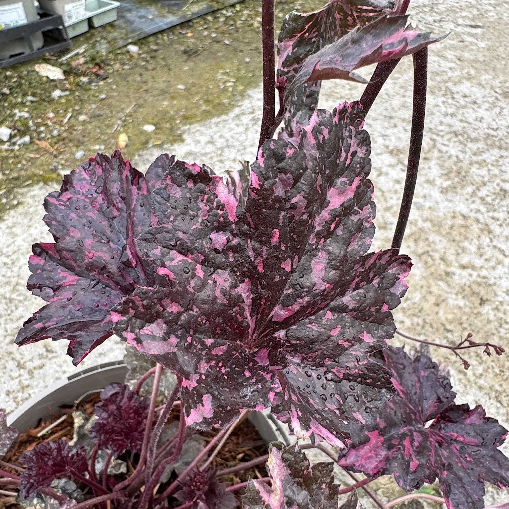 Heuchera 'Midnight Rose'