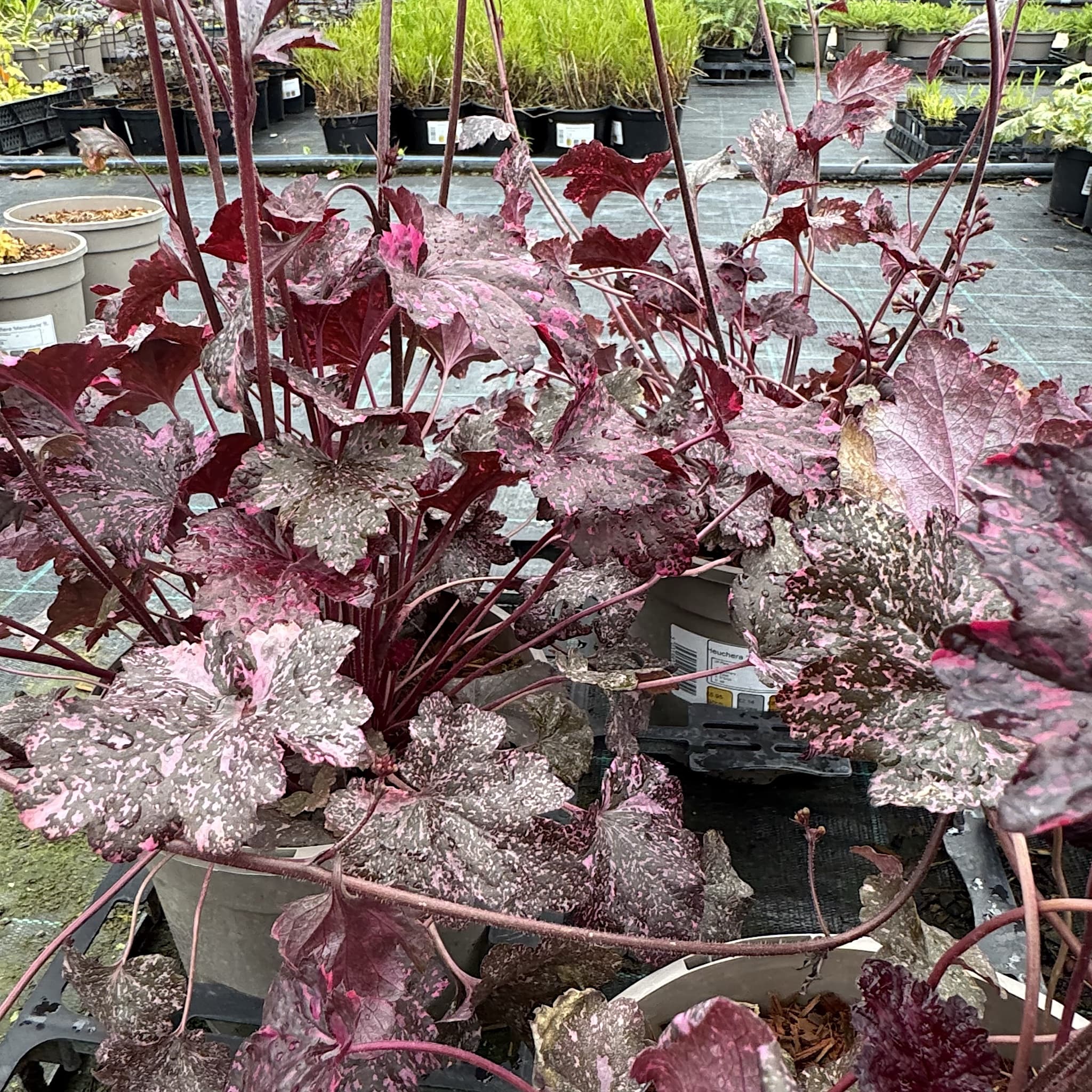 Heuchera 'Midnight Rose'