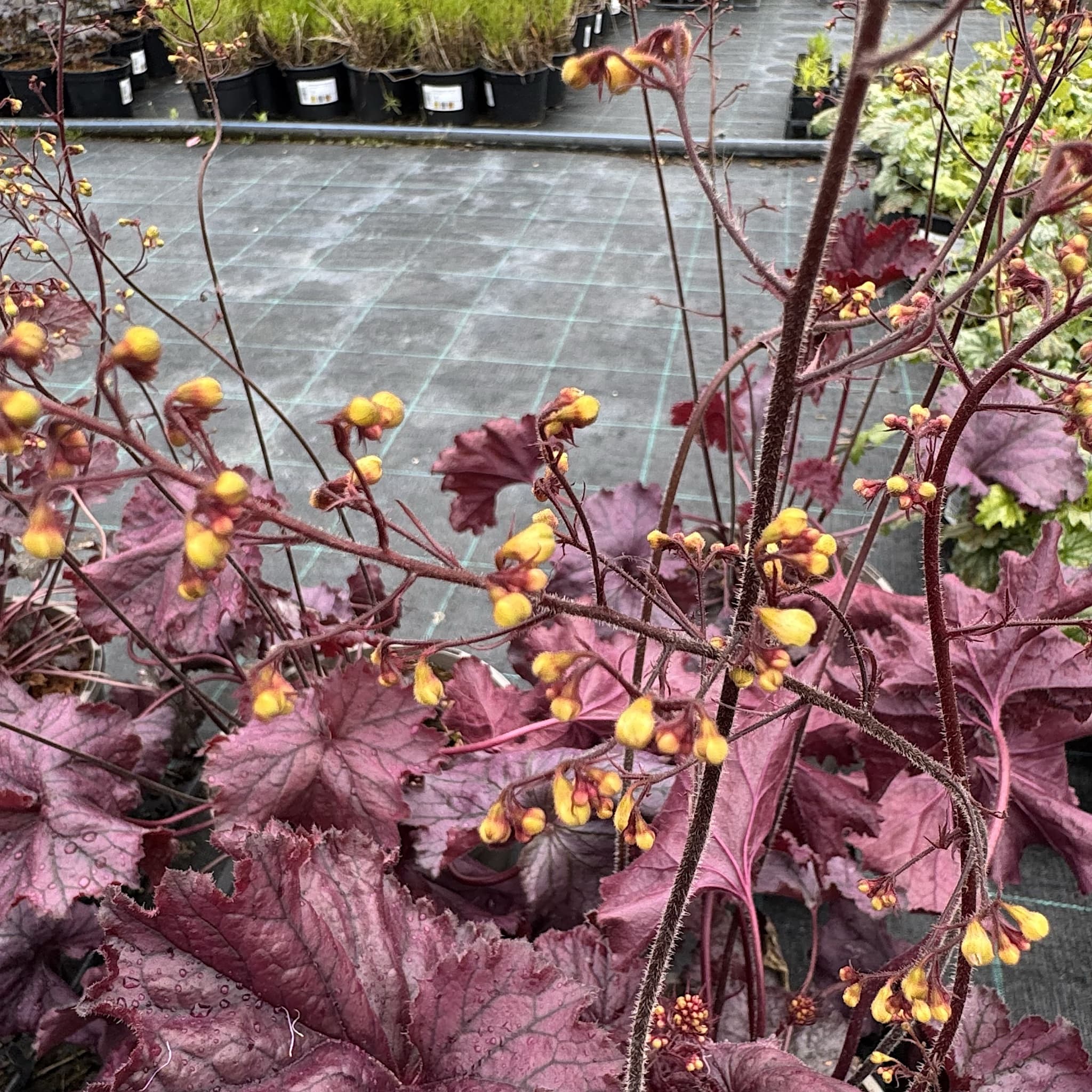 Heuchera 'Northern Exposure Purple'