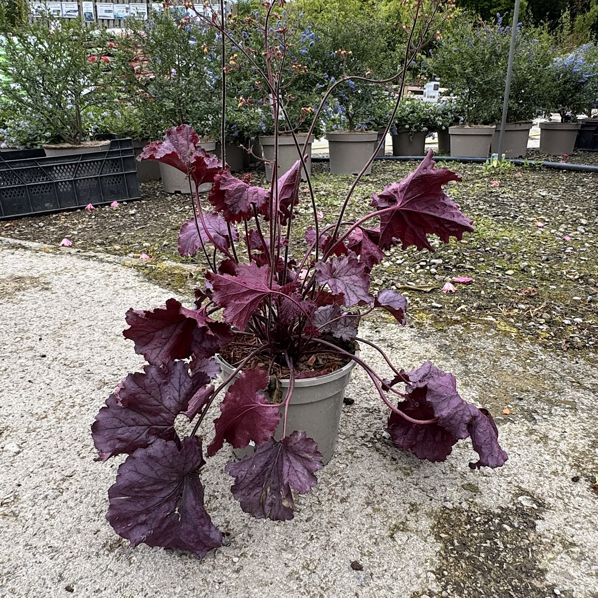 Heuchera 'Northern Exposure Purple'
