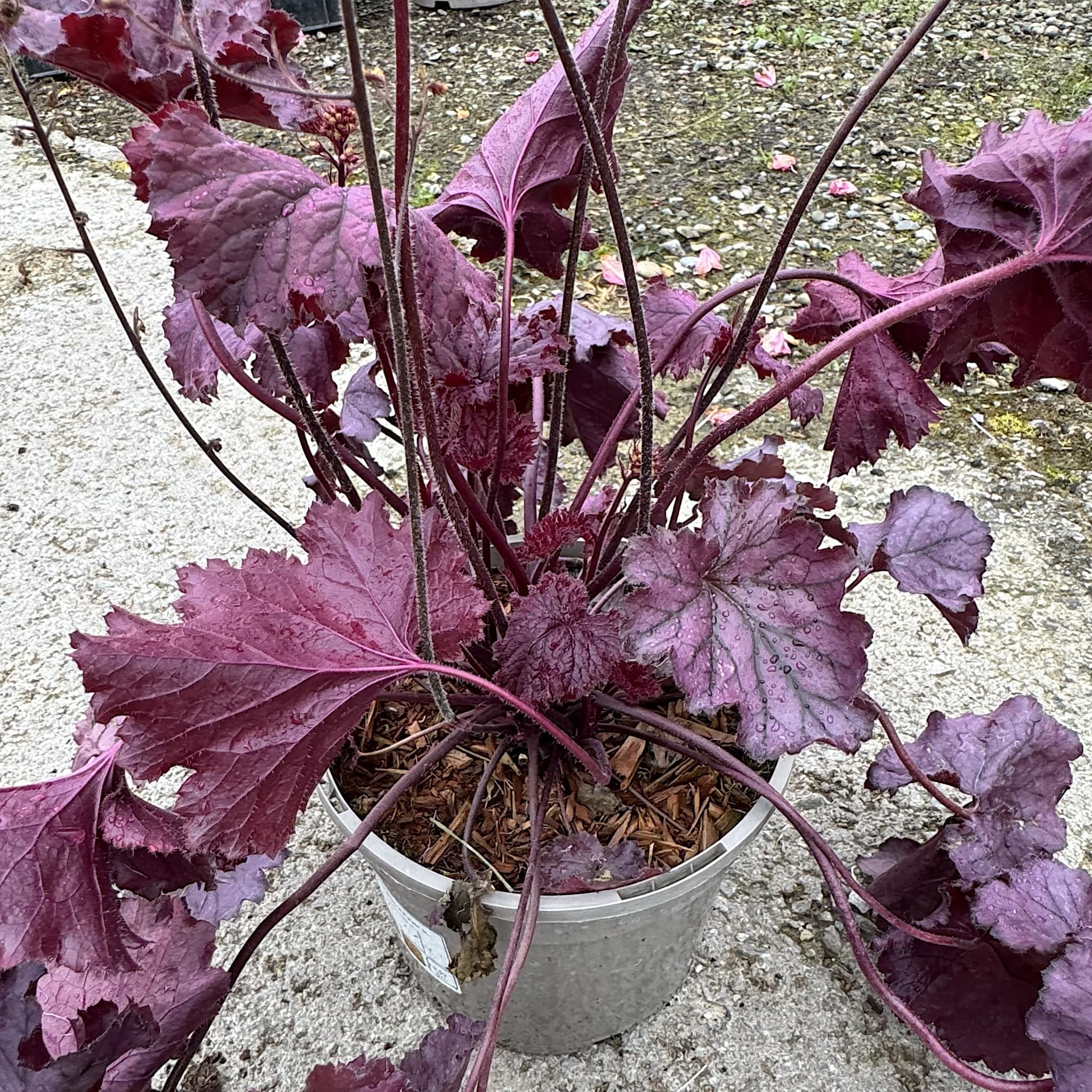 Heuchera 'Northern Exposure Purple'