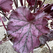 Heuchera 'Northern Exposure Purple'