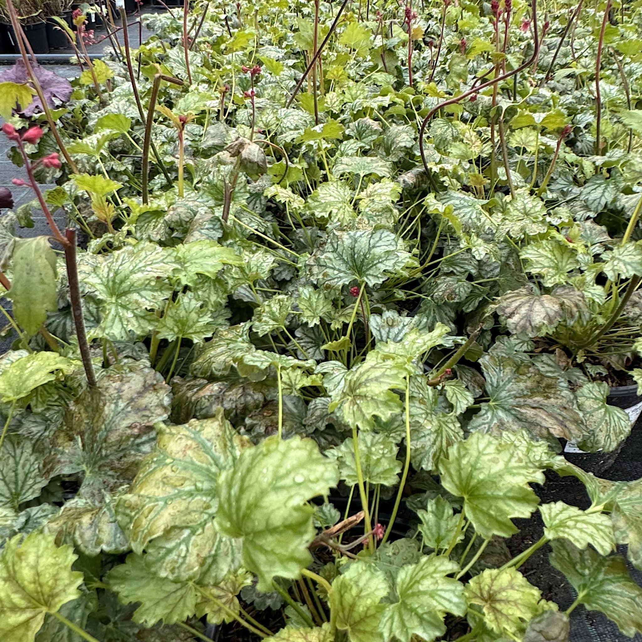Heuchera 'Paris'