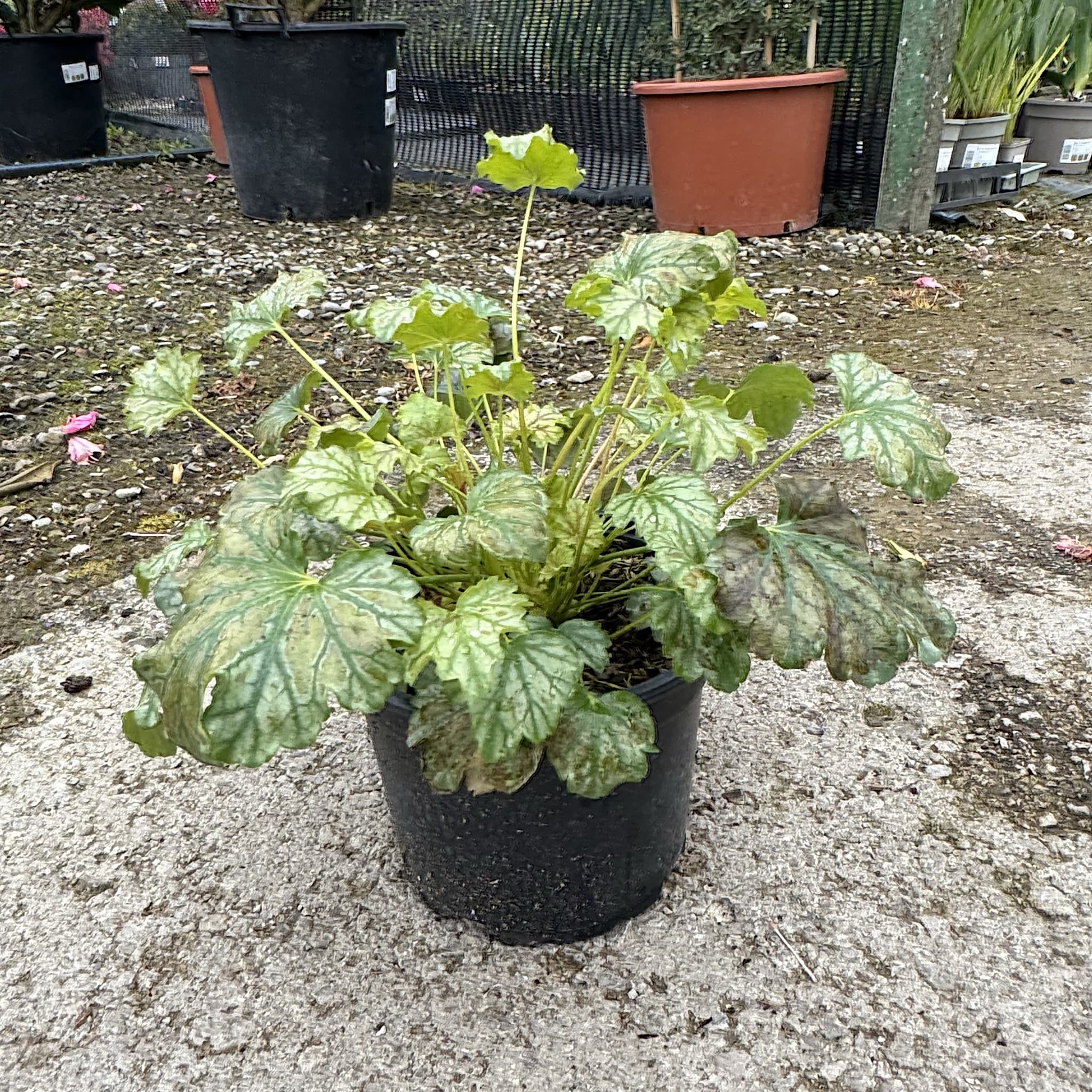 Heuchera 'Paris'
