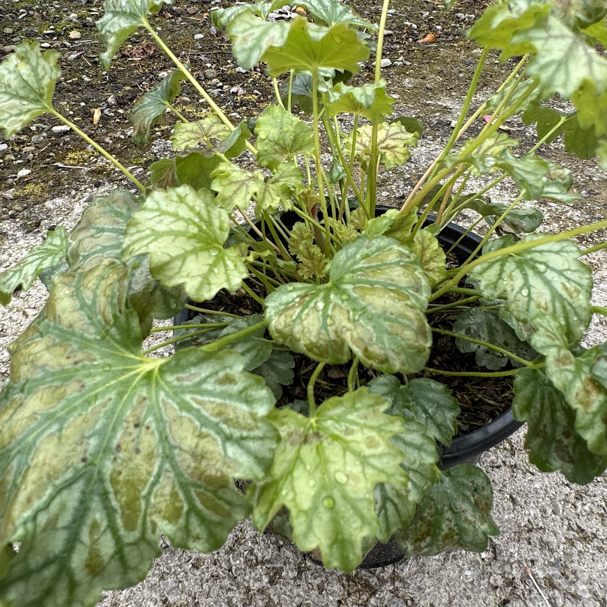 Heuchera 'Paris'