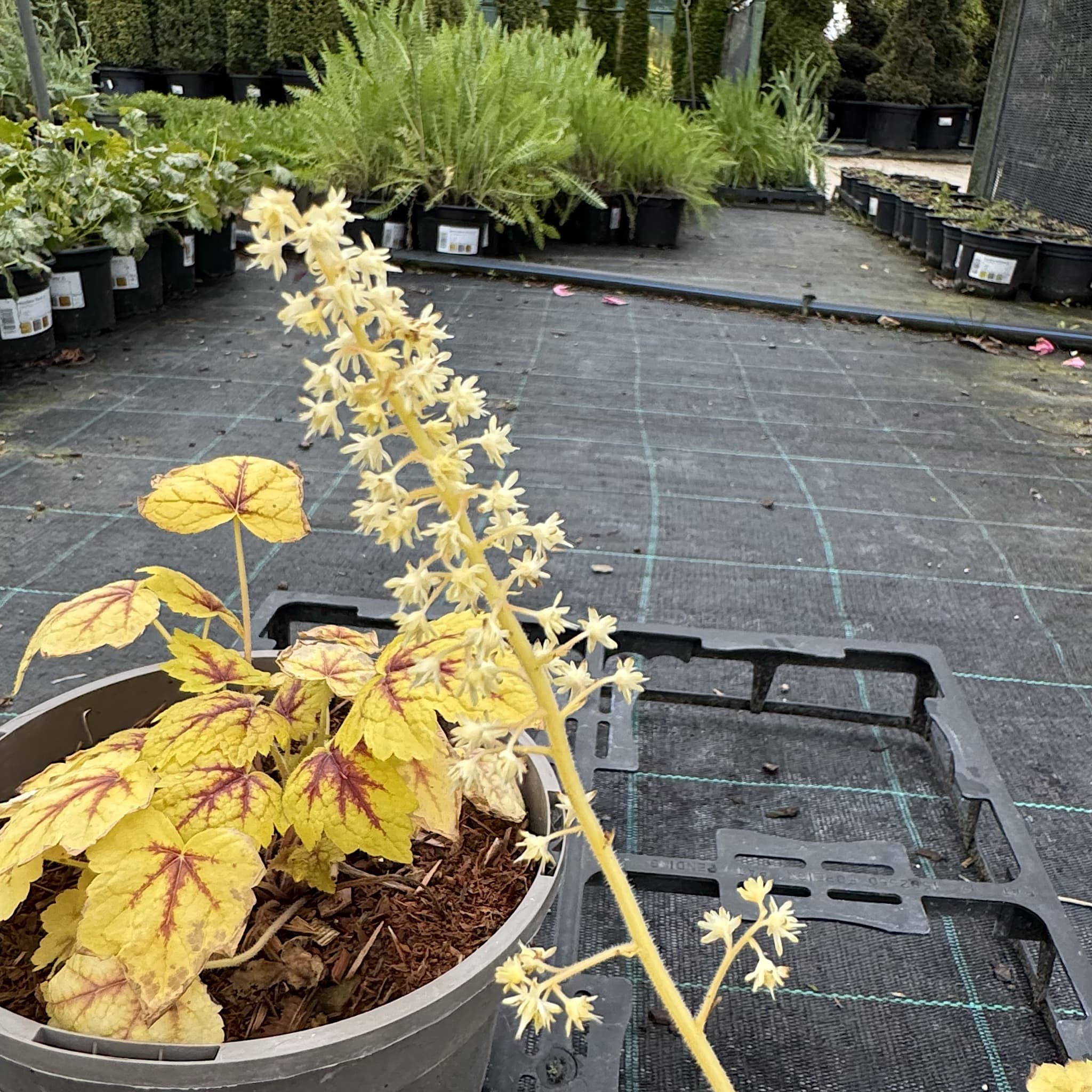 Heucherella 'Stop Light'