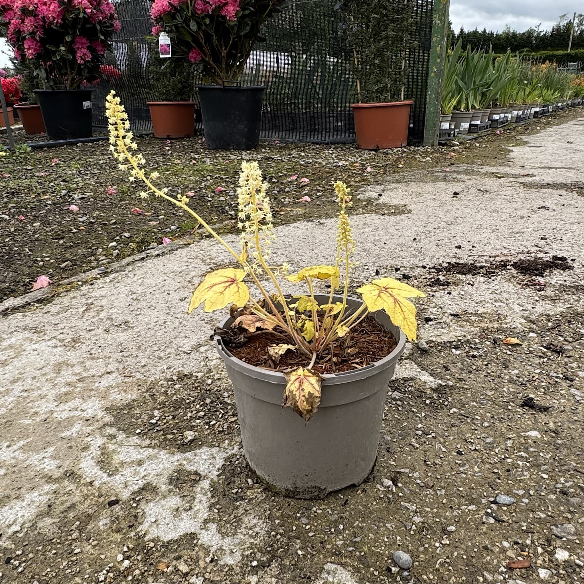 Heucherella 'Stop Light'