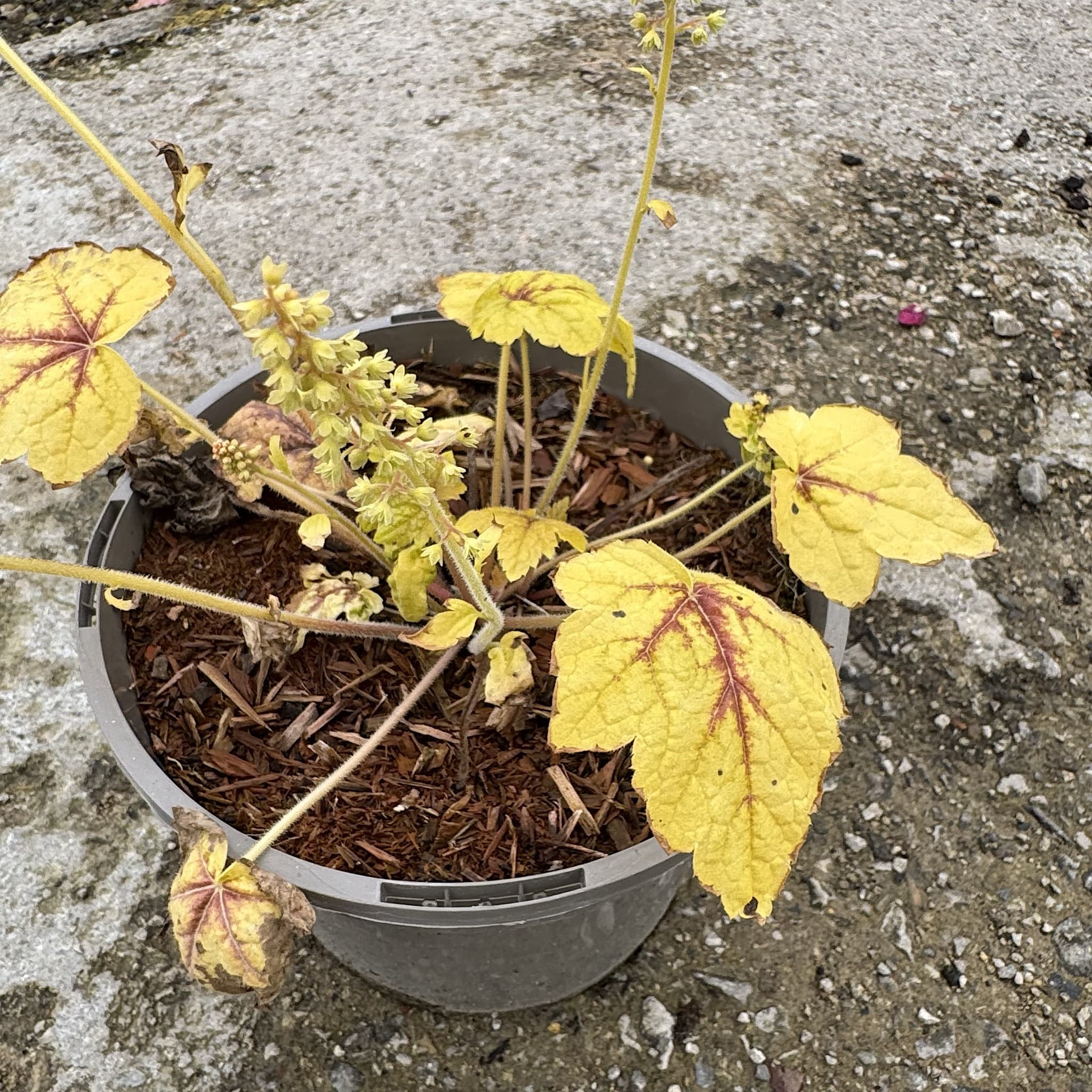 Heucherella 'Stop Light'