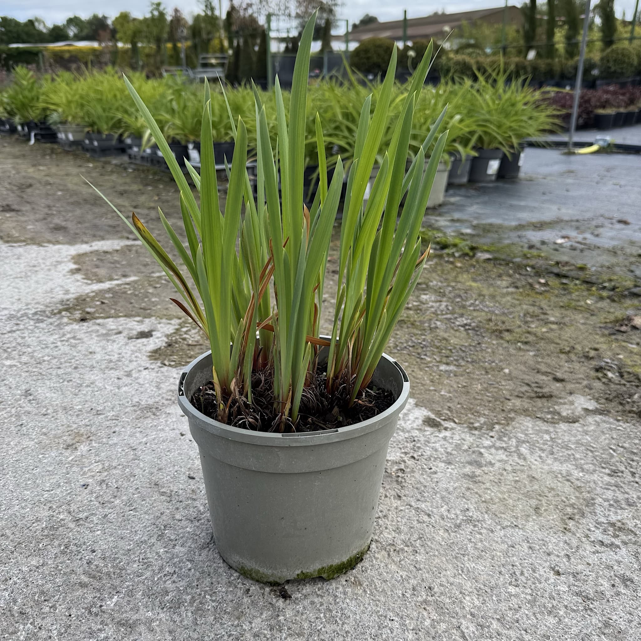 Iris sib. 'Butterscotch Fizz'