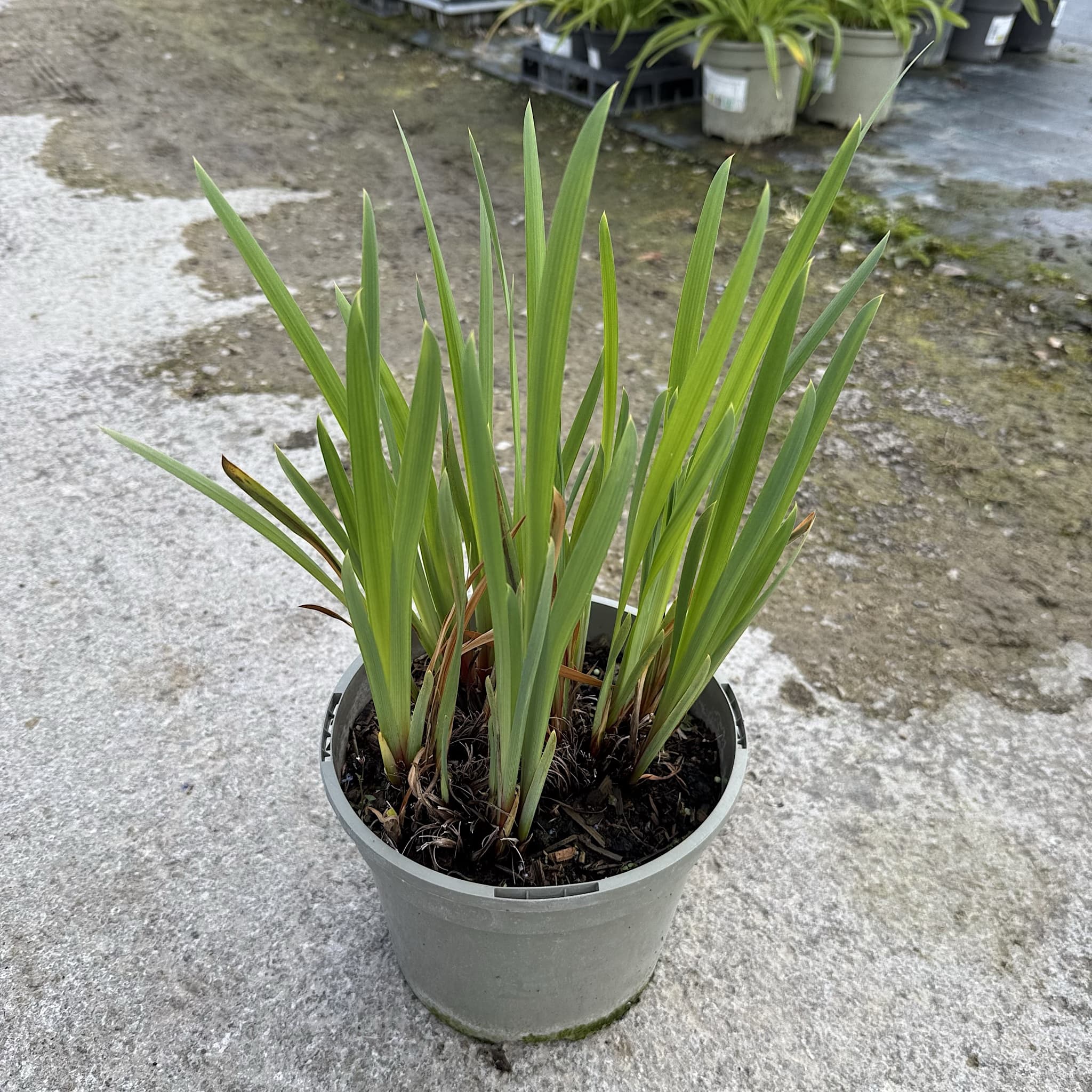 Iris sib. 'Butterscotch Fizz'