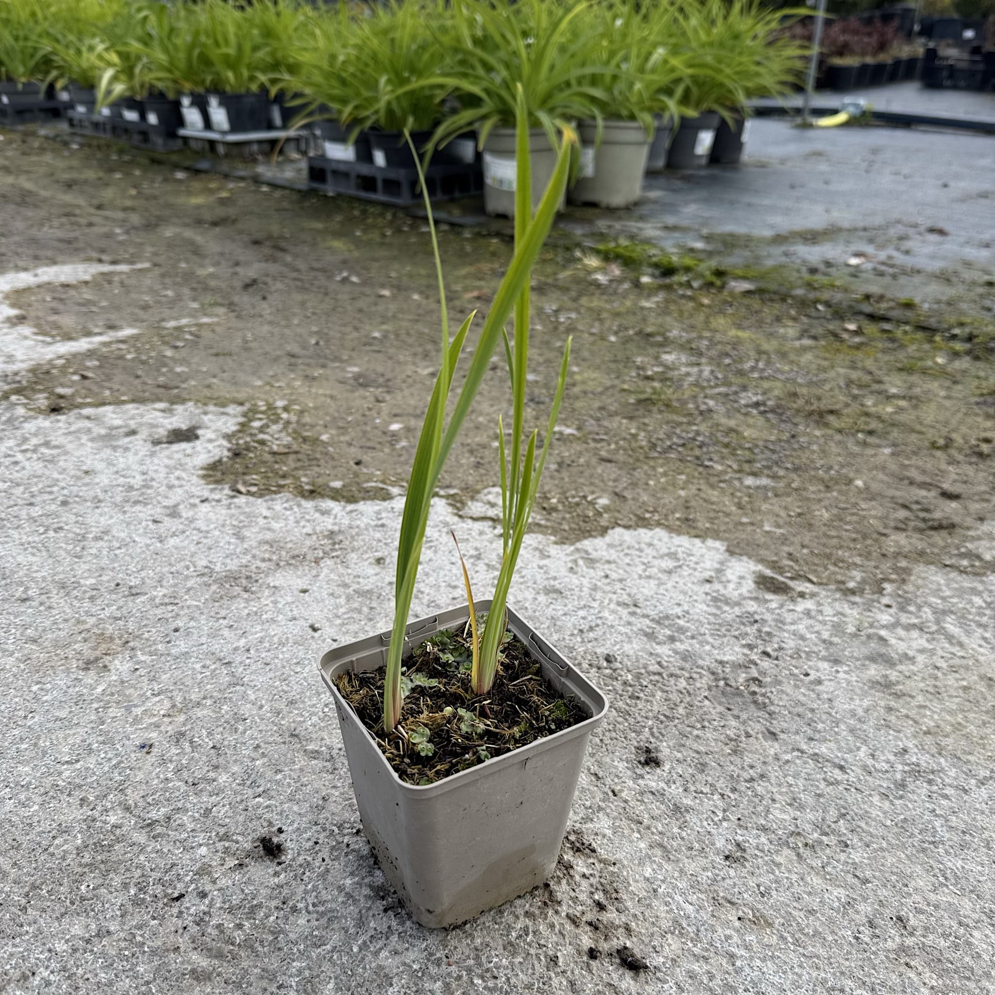 Iris sib 'Caesars Brother’