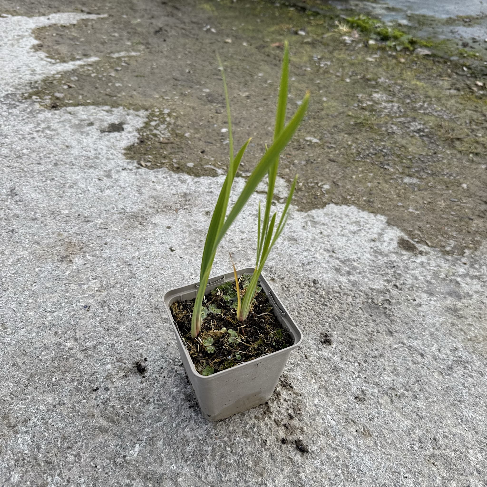 Iris sib 'Caesars Brother’