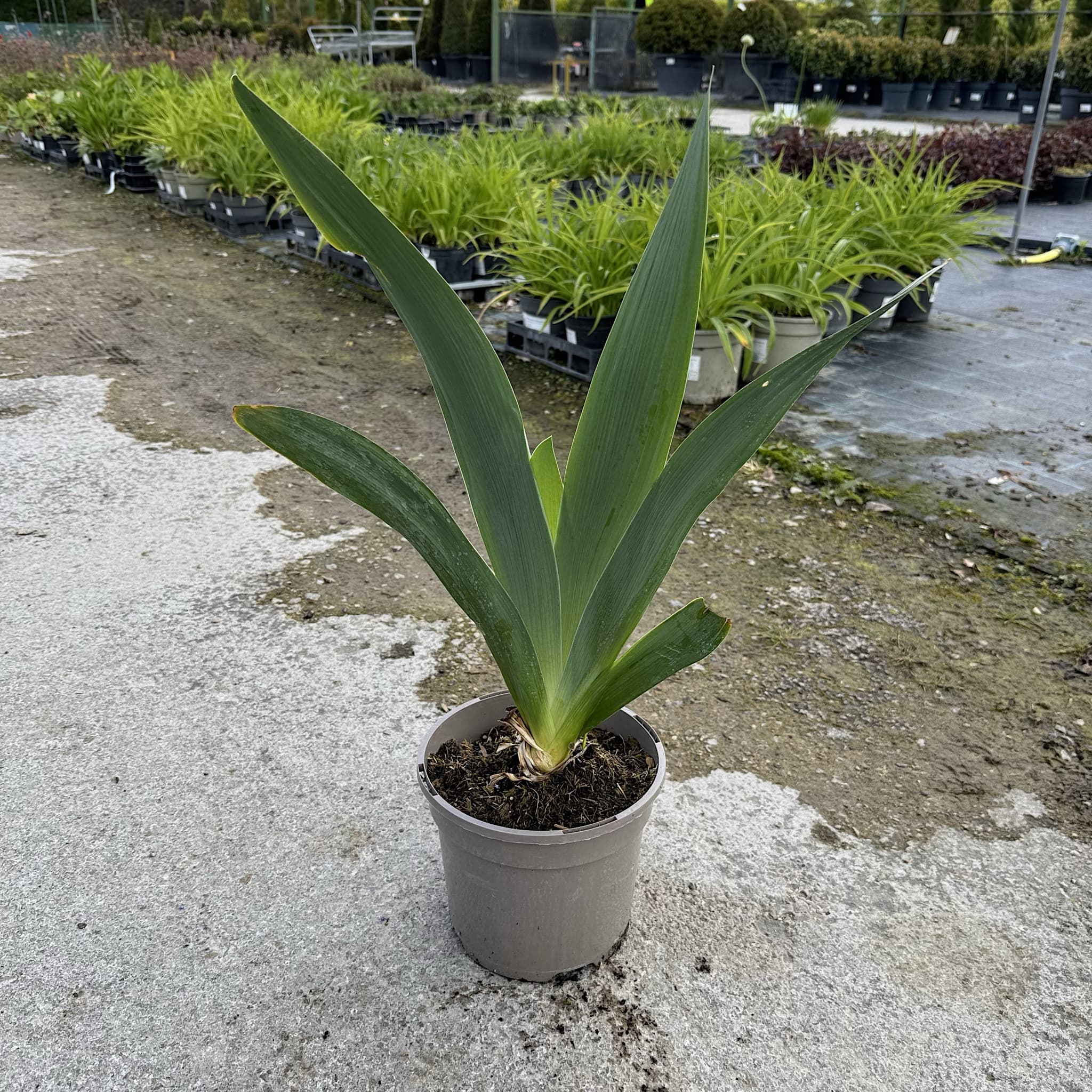 Iris 'Echassier'