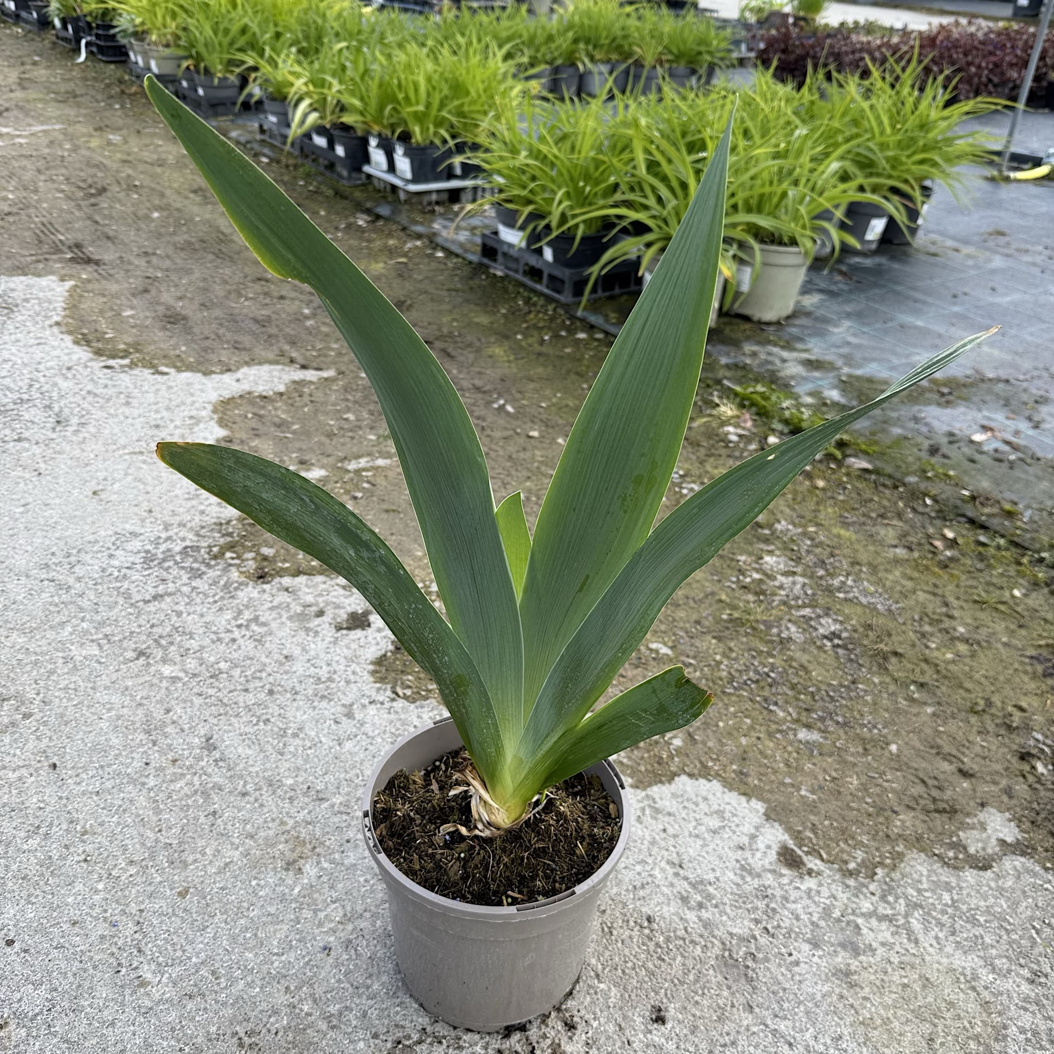 Iris 'Echassier'
