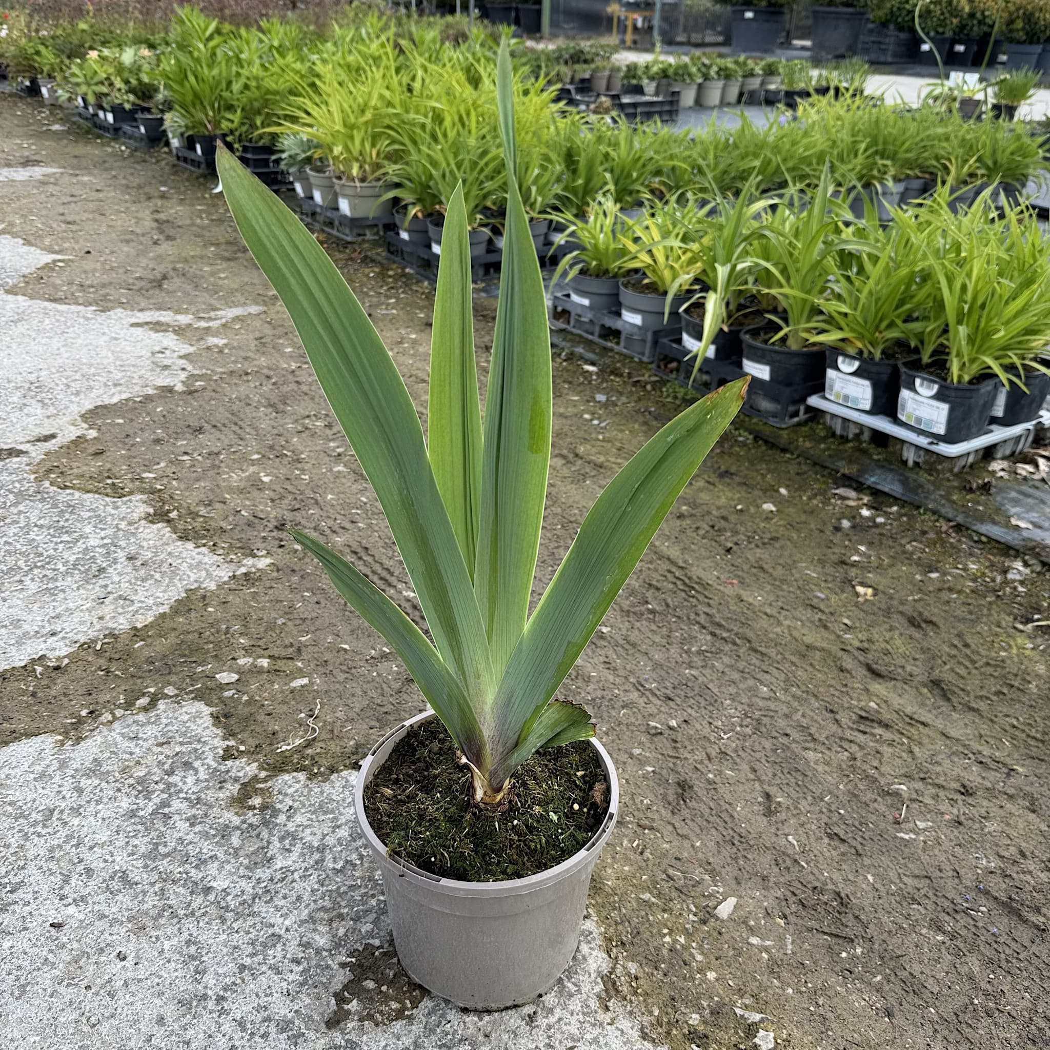 Iris sib. 'Perry's Blue'