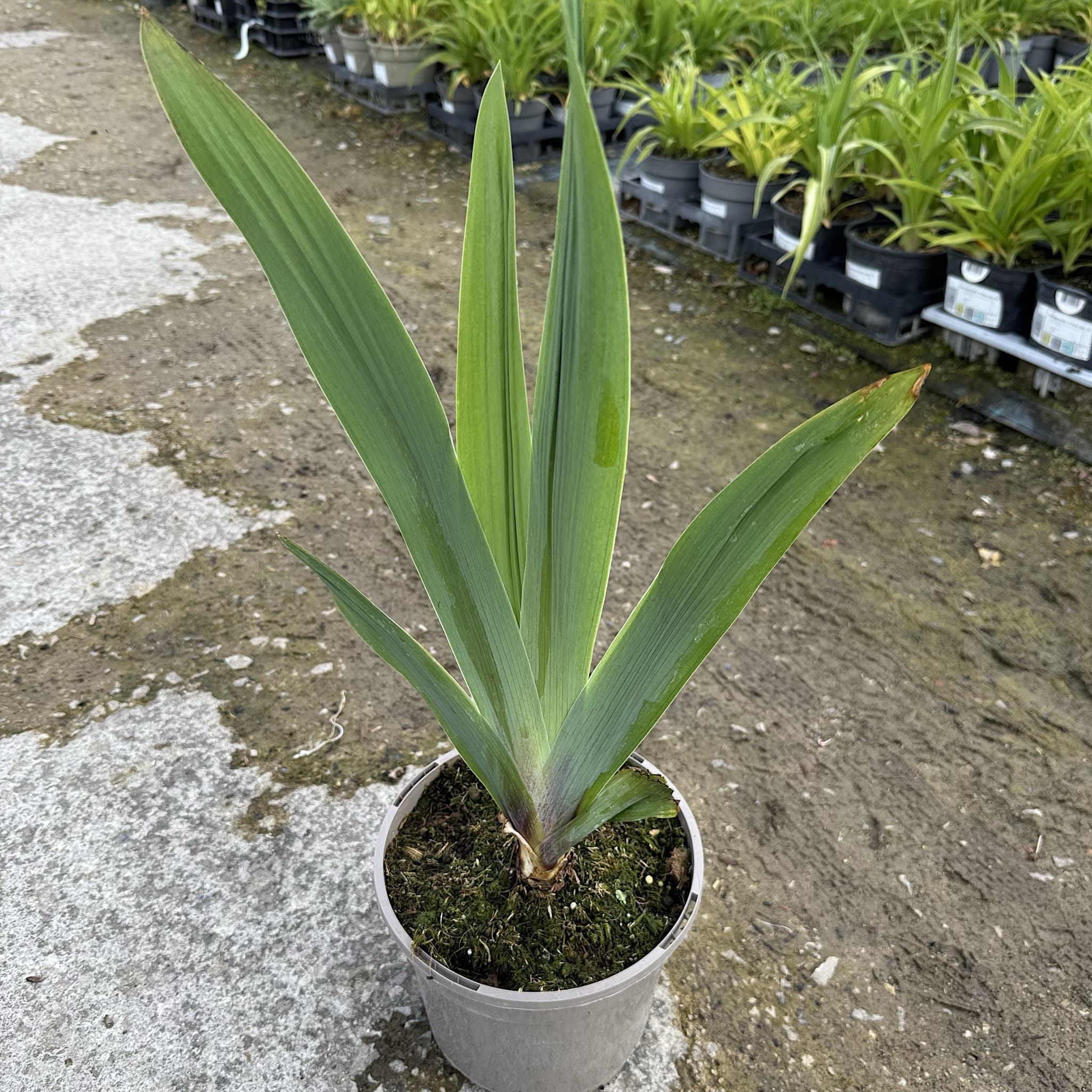 Iris sib. 'Perry's Blue'