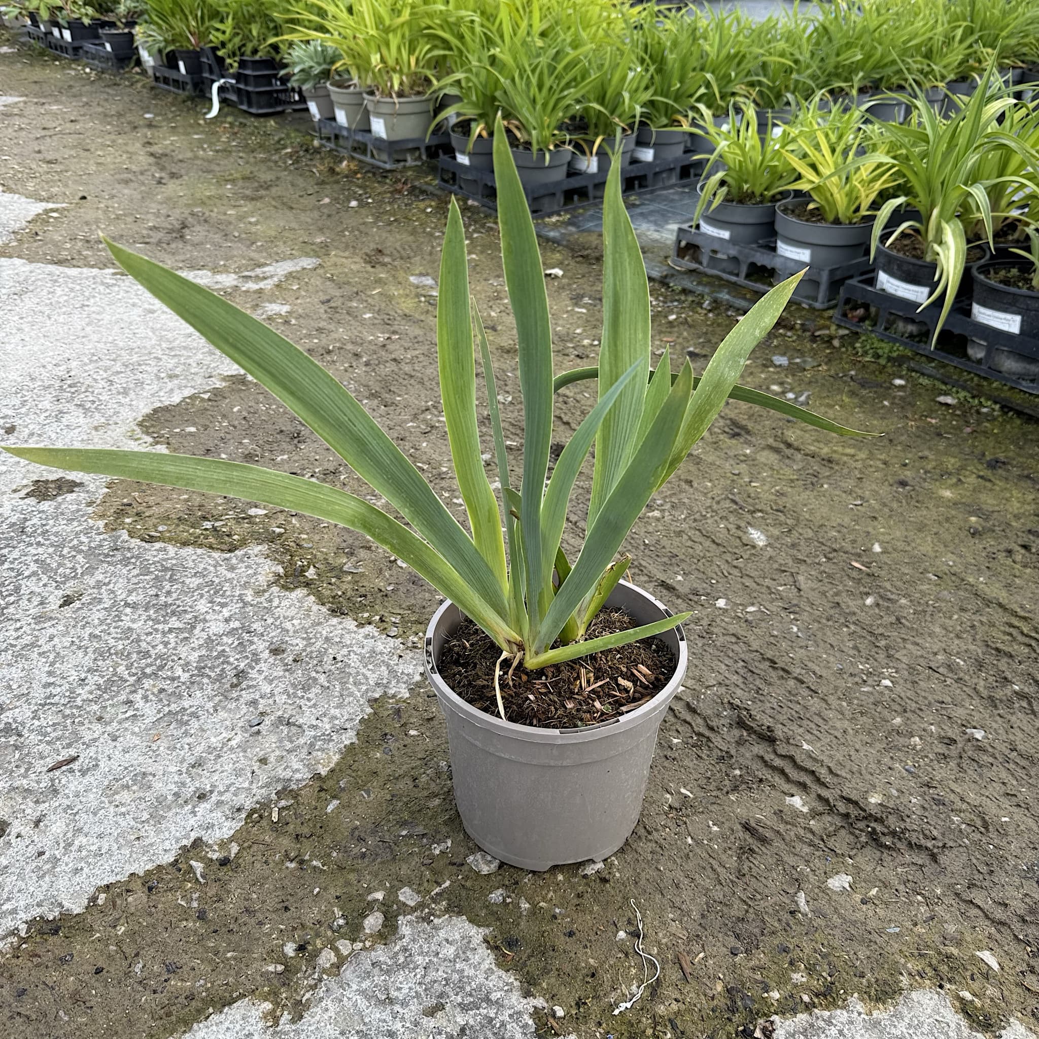 Iris 'Rose de Perse'
