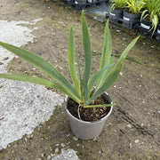 Iris 'Rose de Perse'