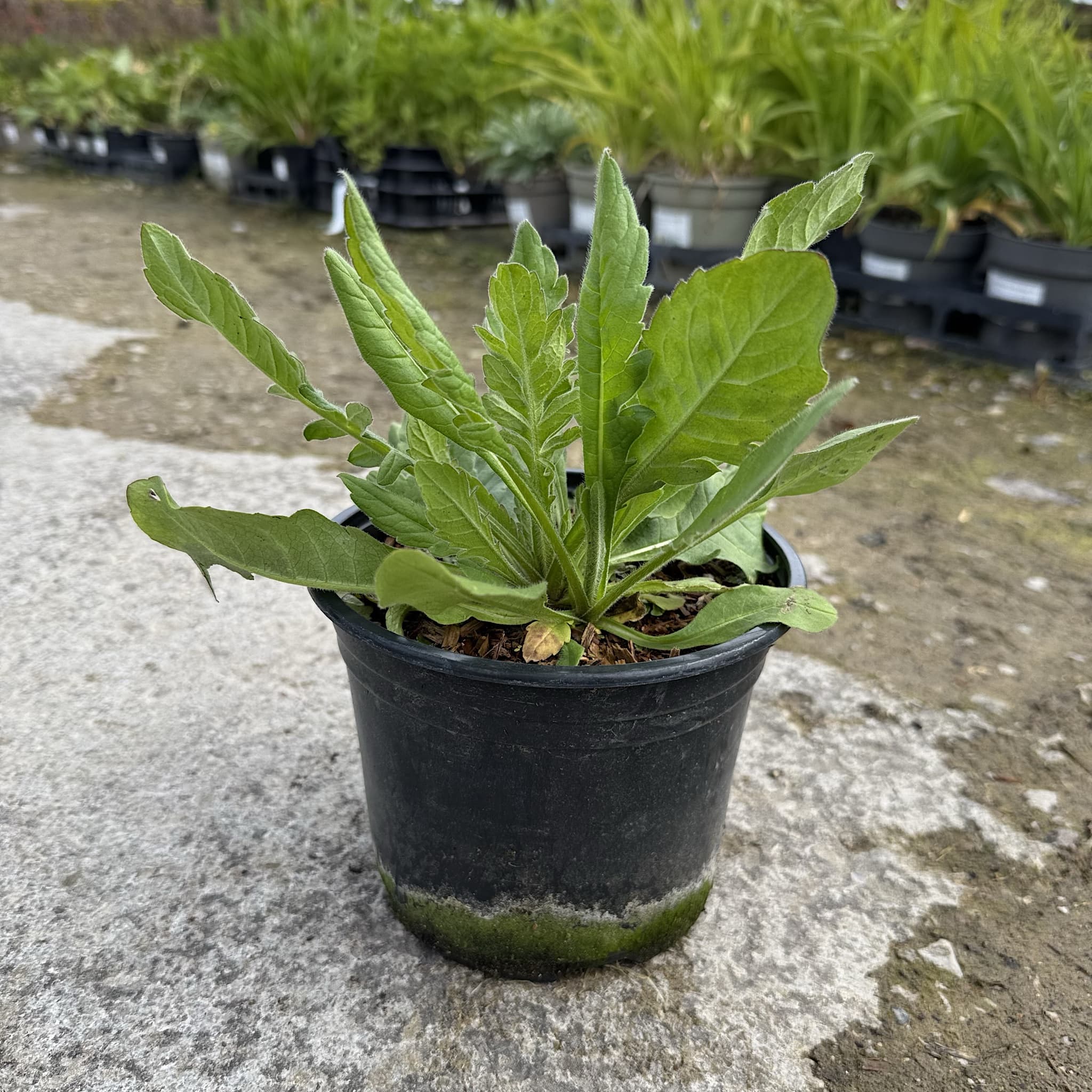 Knautia macedonica