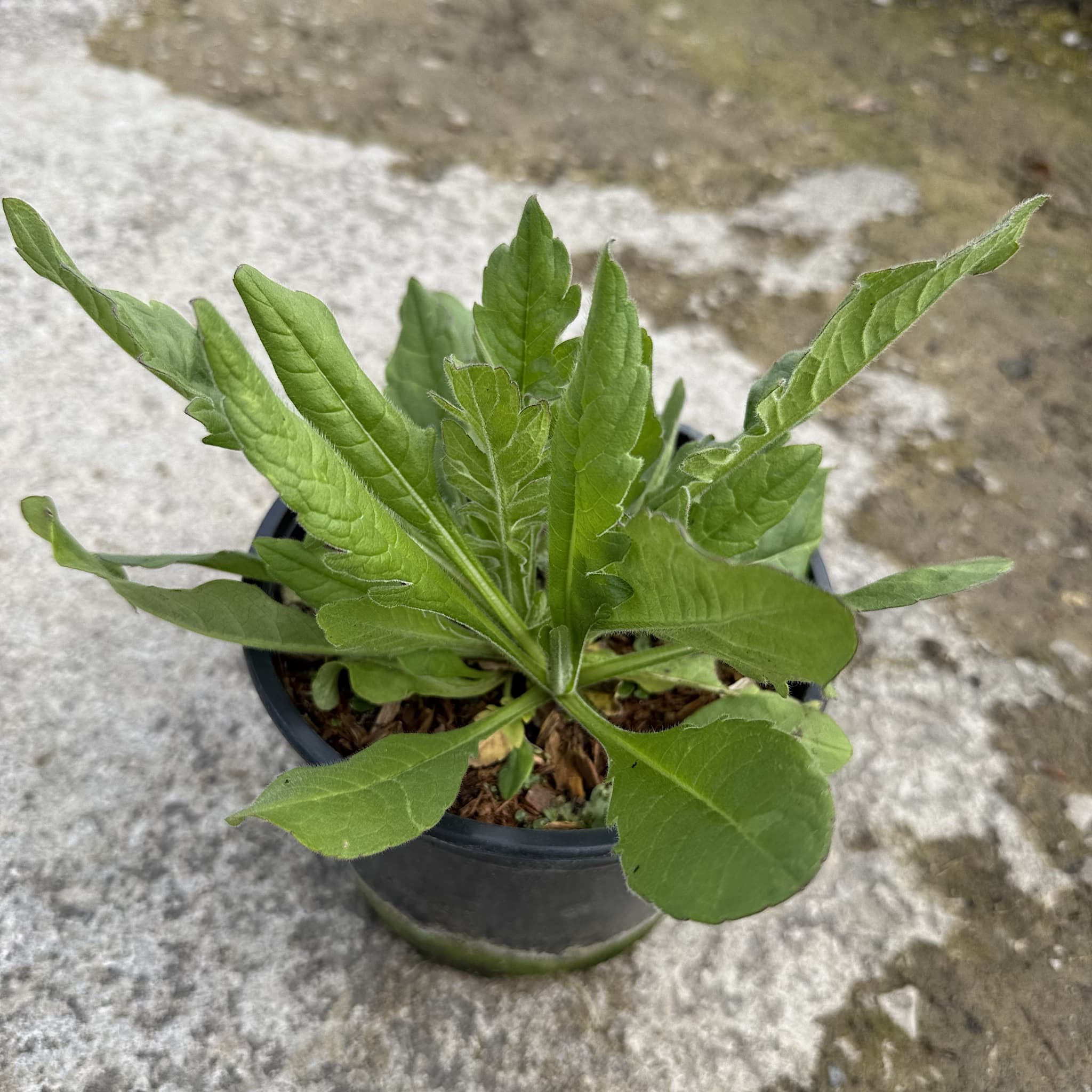 Knautia macedonica