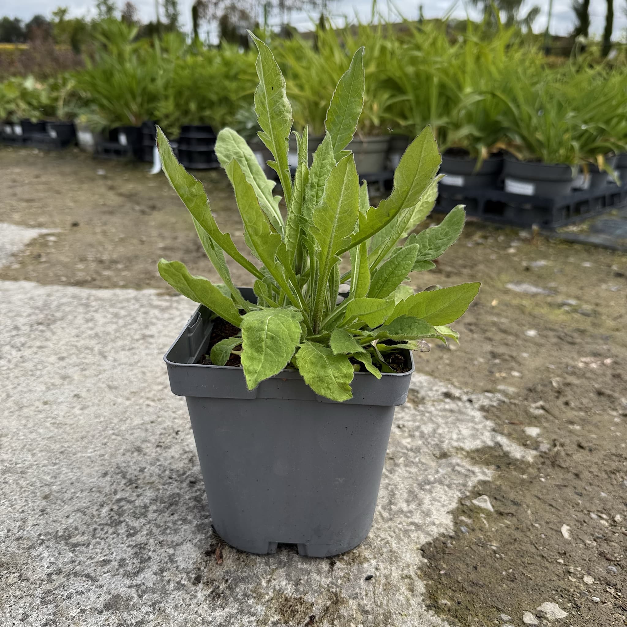 Knautia 'Red Knight'