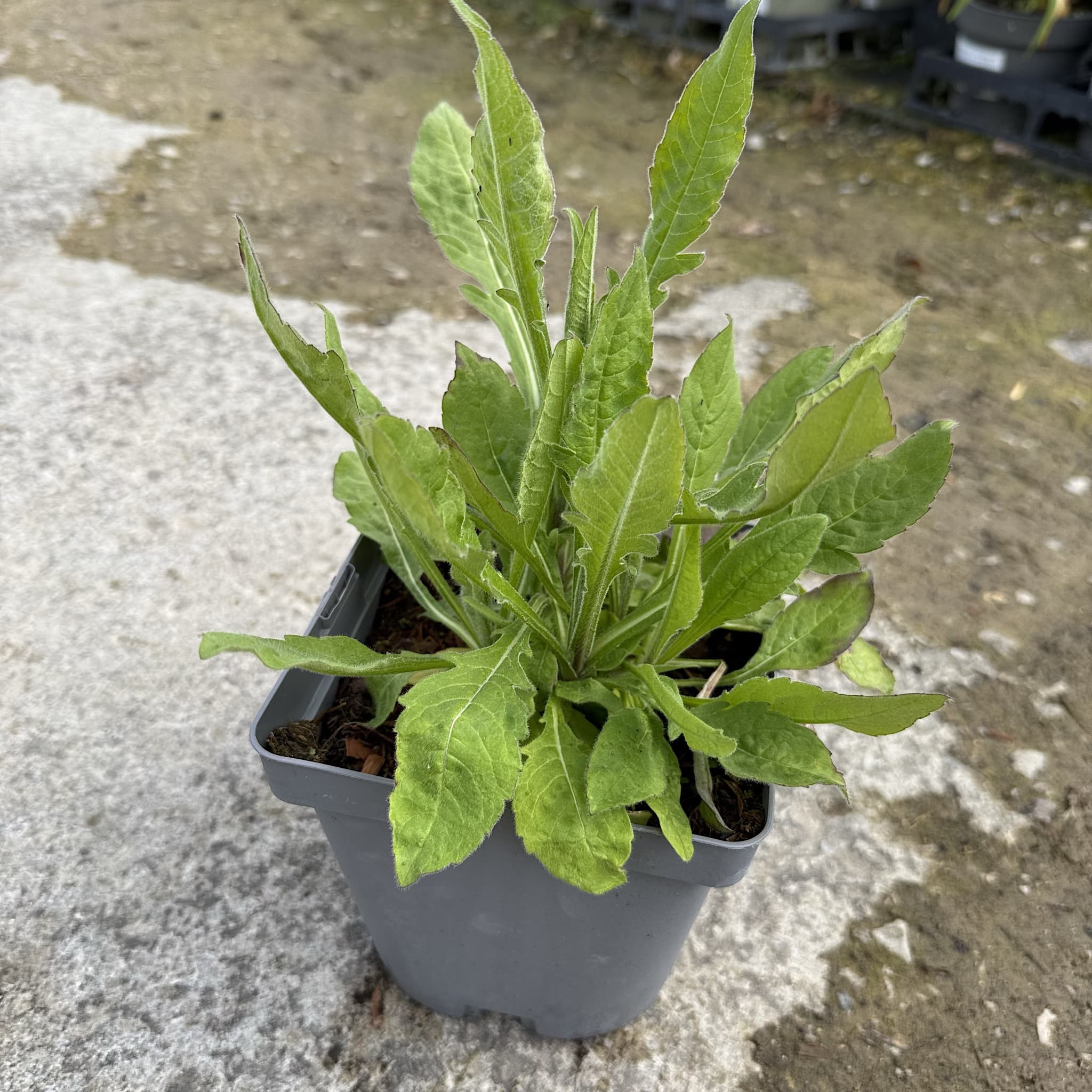 Knautia 'Red Knight'