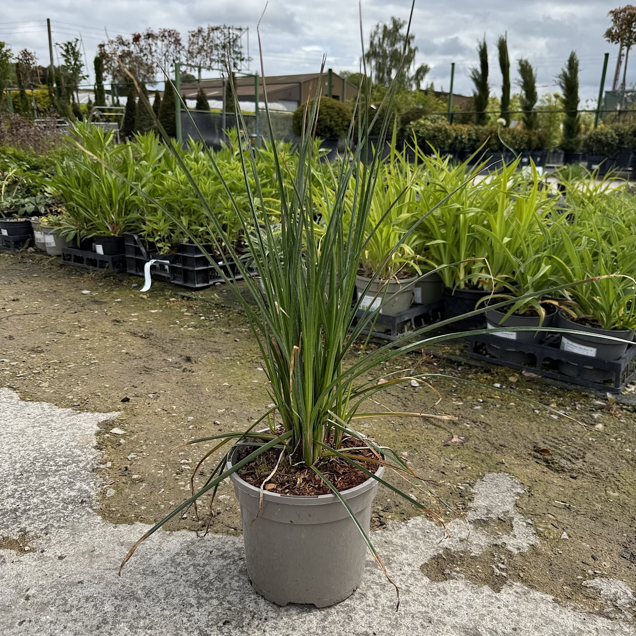 Kniphofia 'Lemon Popsicle'