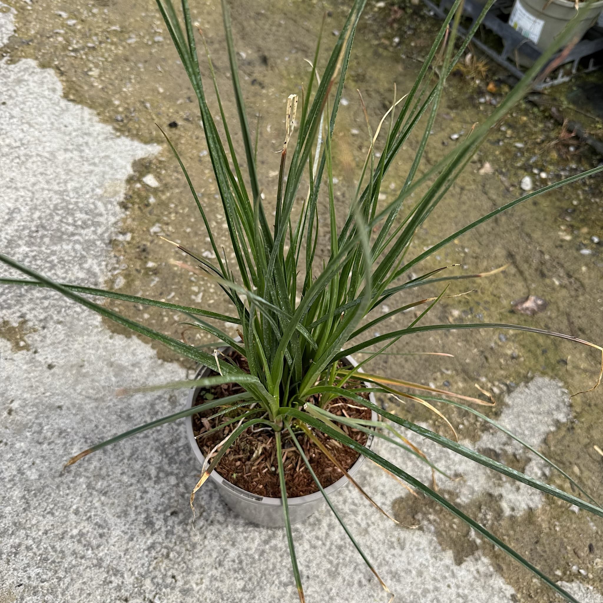 Kniphofia 'Lemon Popsicle'
