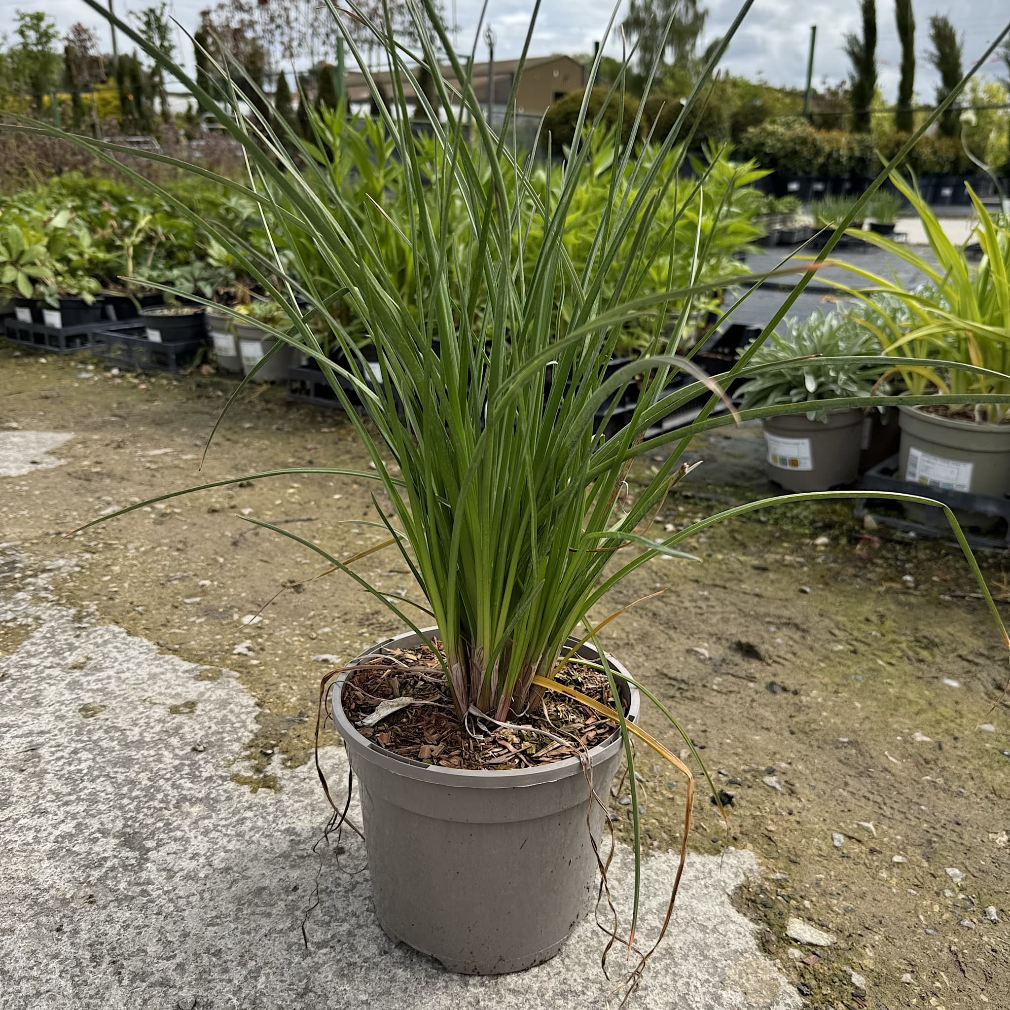 Kniphofia 'Papaya Popsicle'
