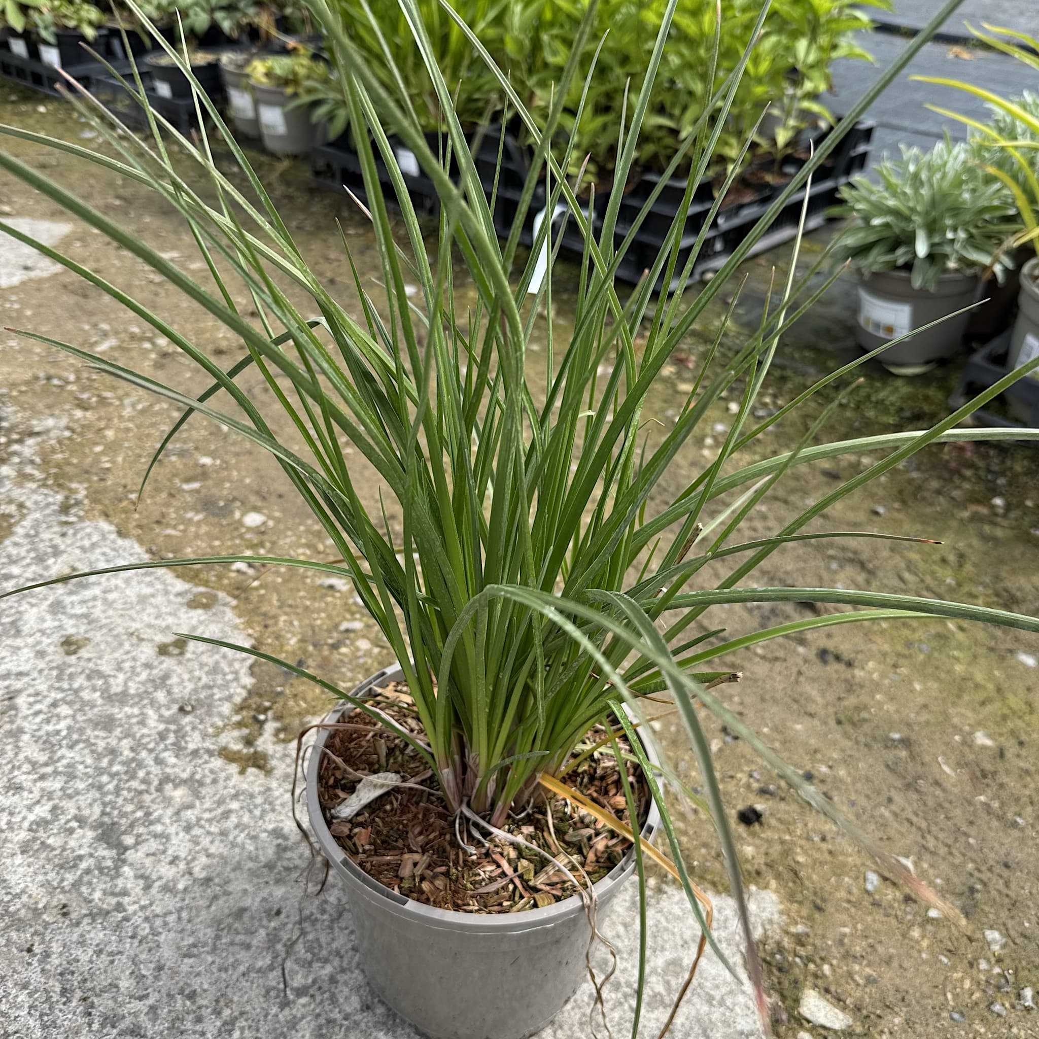 Kniphofia 'Papaya Popsicle'