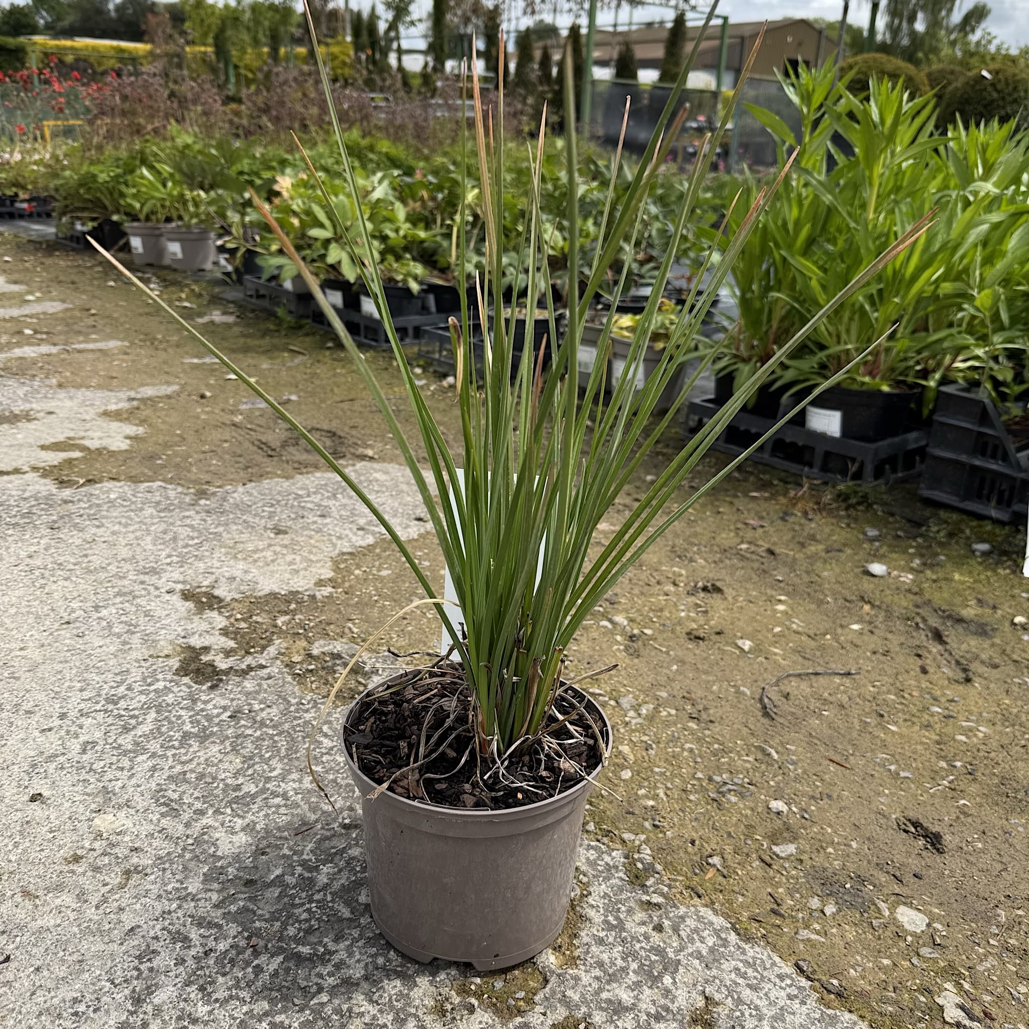 Kniphofia 'Pineapple Popsicle'