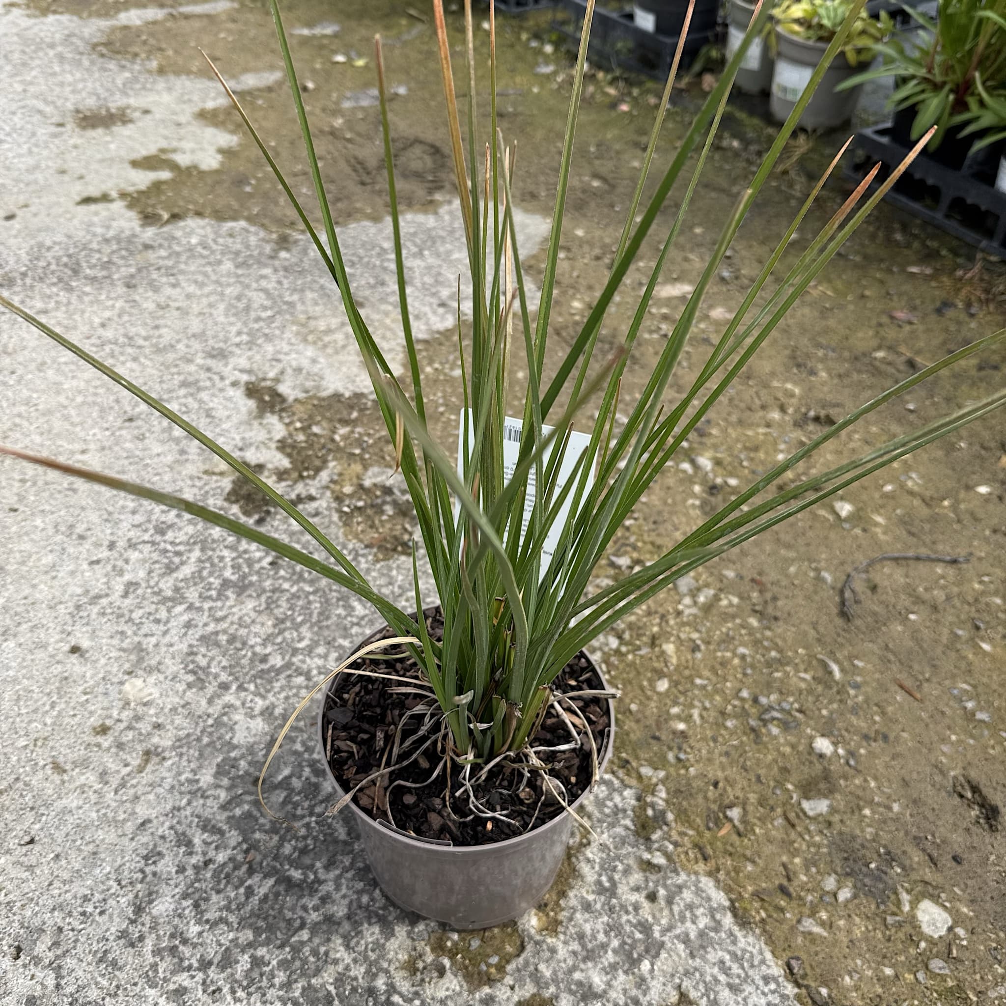 Kniphofia 'Pineapple Popsicle'