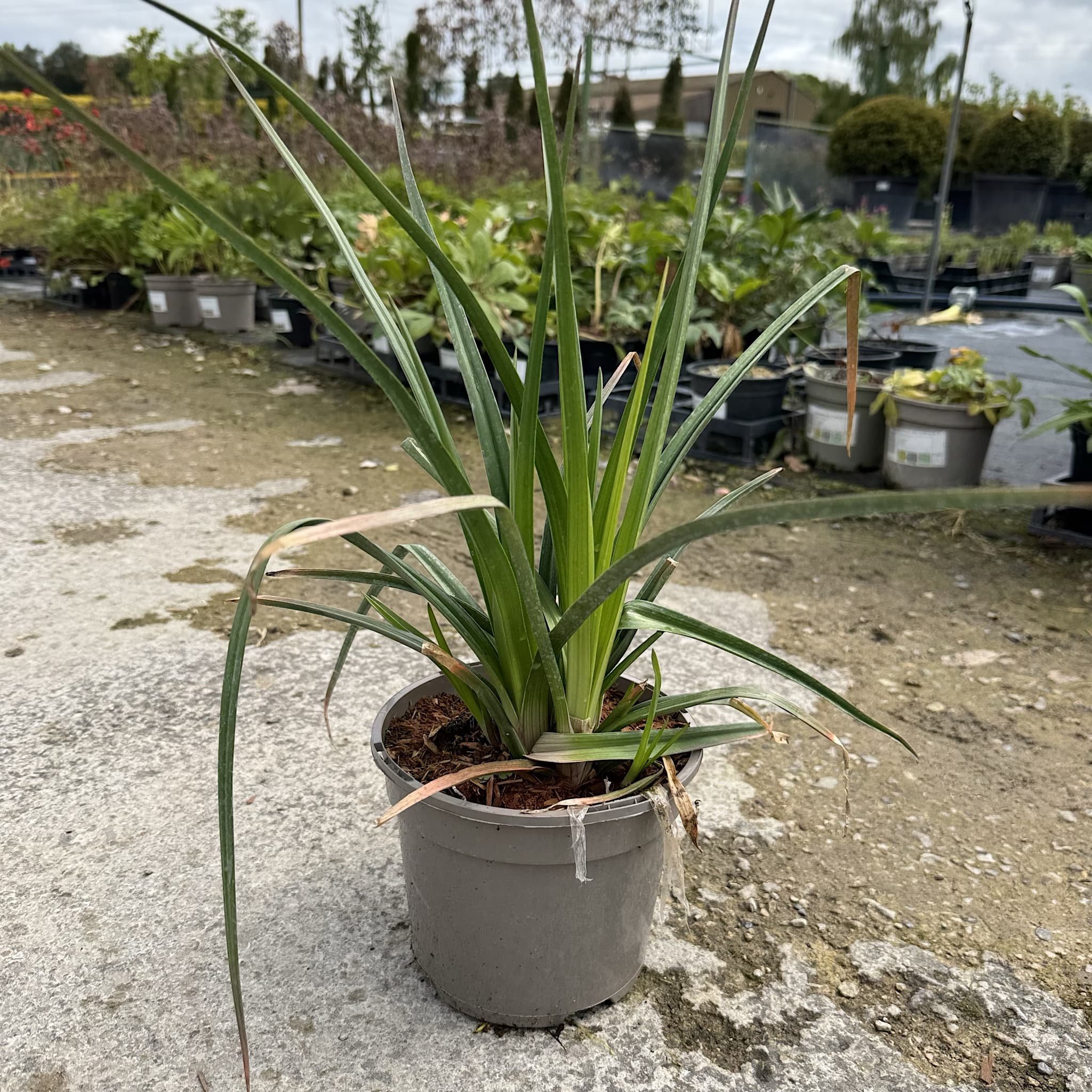 Kniphofia 'Royal Castle'