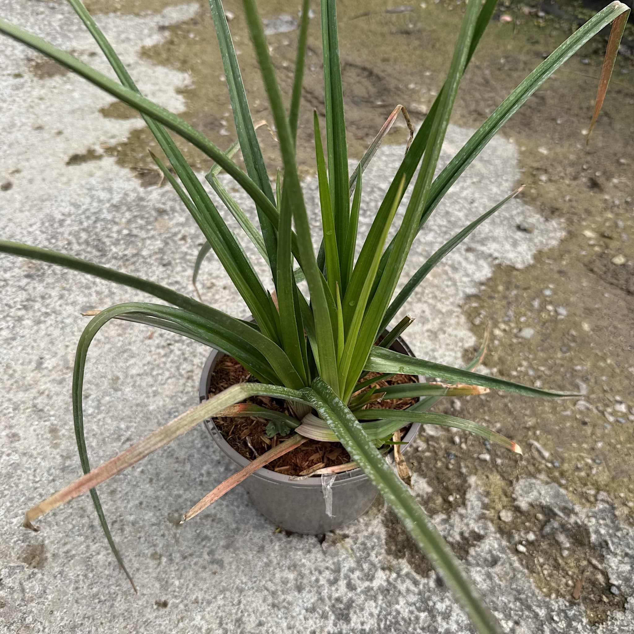 Kniphofia 'Royal Castle'