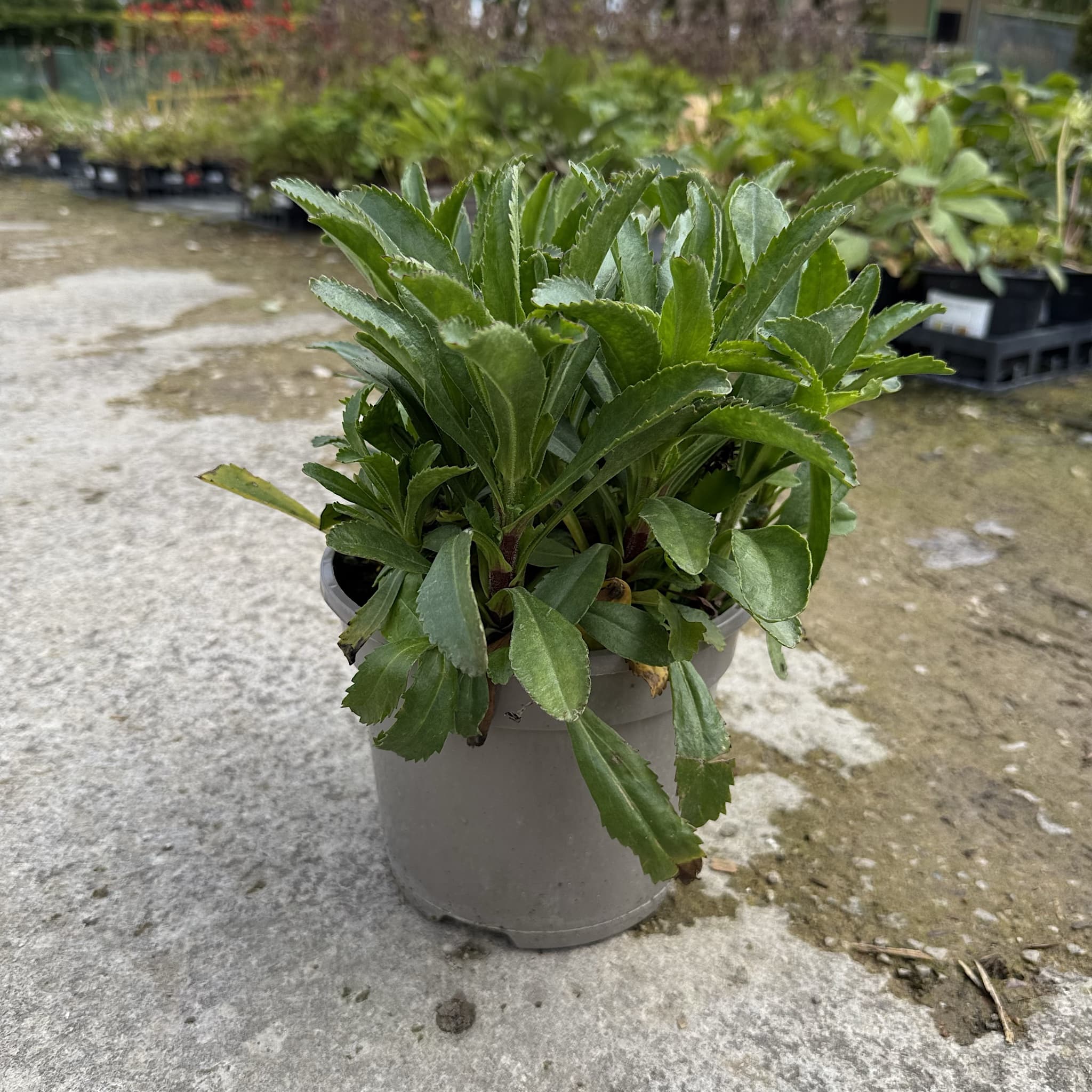 Leucanthemum 'Banana Cream'