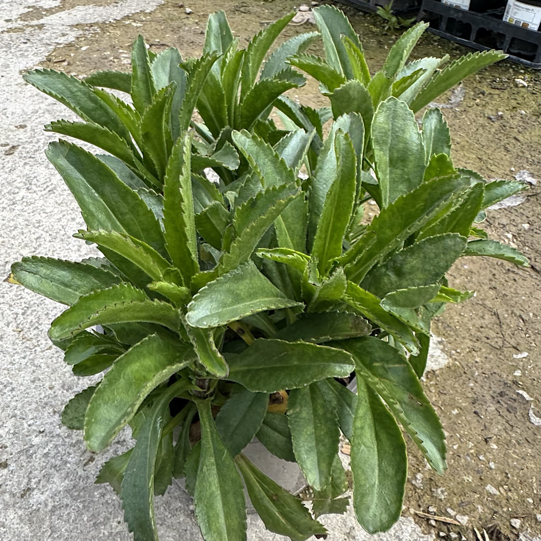 Leucanthemum 'Banana Cream'