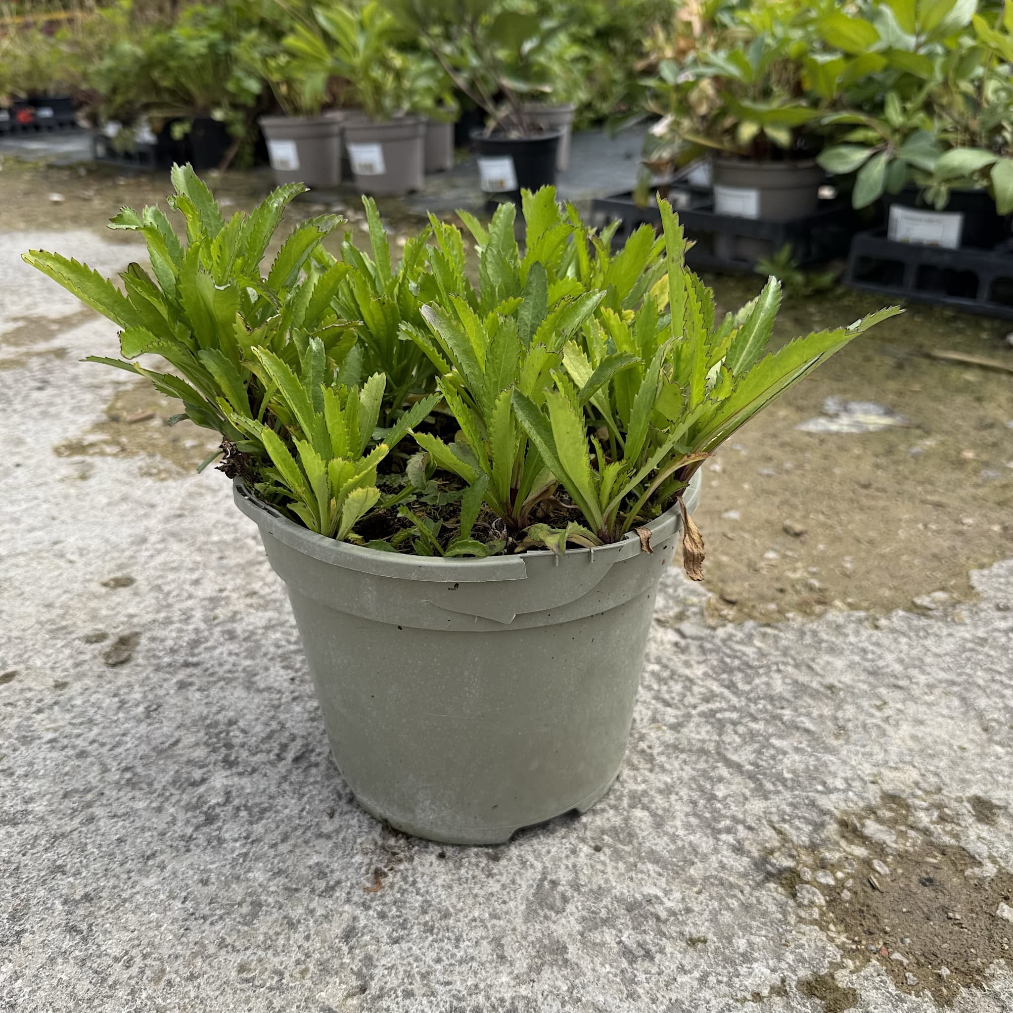 Leucanthemum 'Freak'