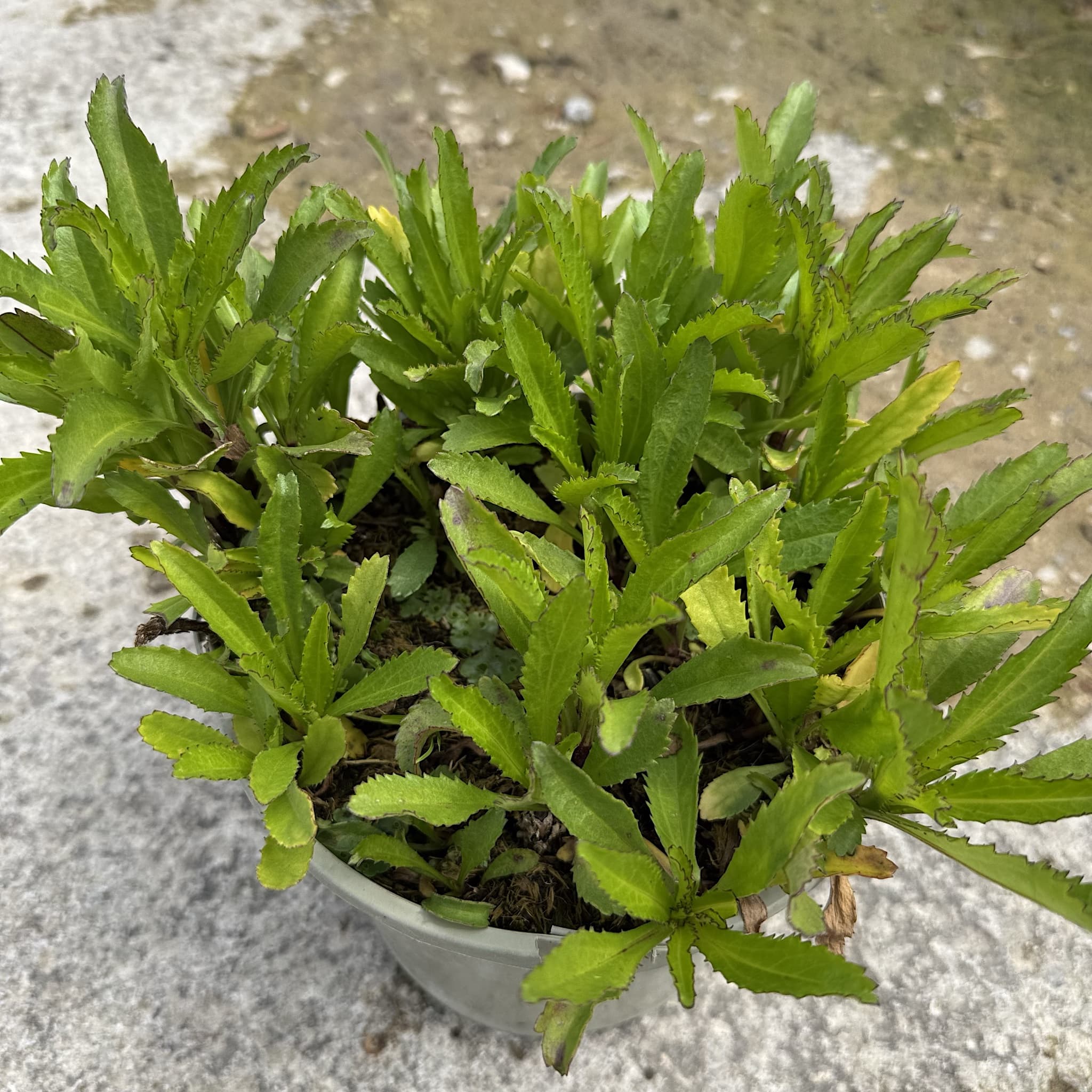 Leucanthemum 'Freak'