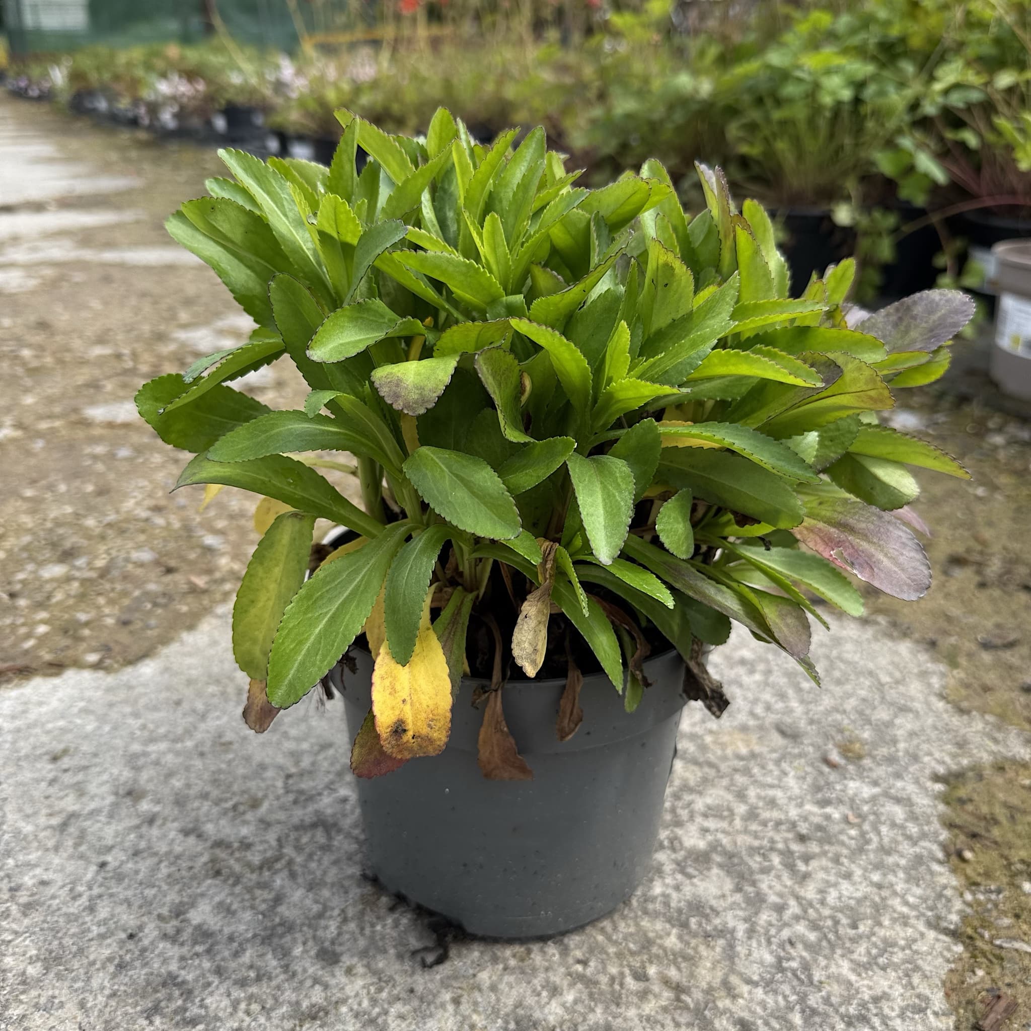 Leucanthemum superbum 'Madonna'