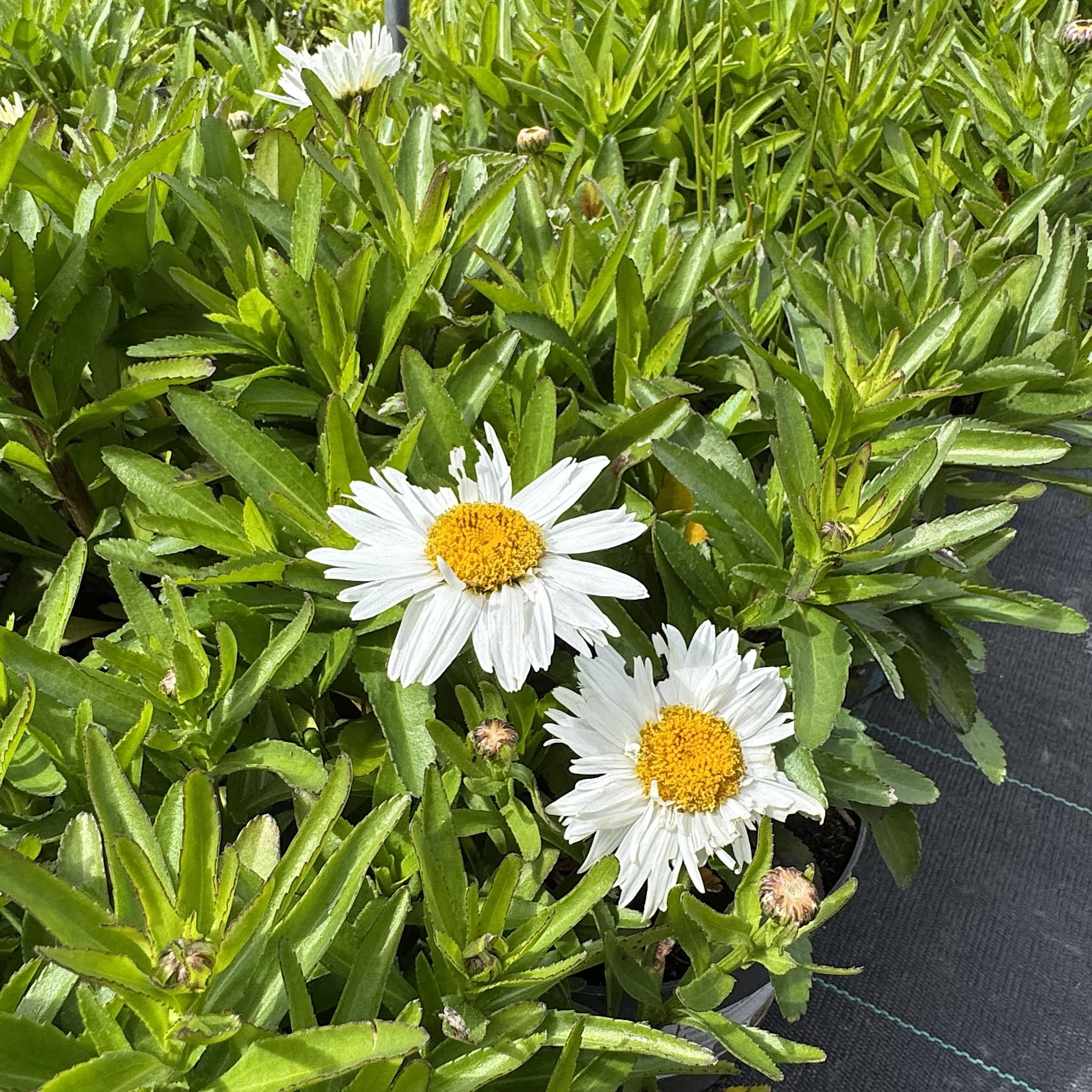 Leucanthemum superbum 'Madonna'
