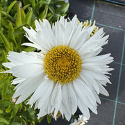 Leucanthemum superbum 'Madonna'